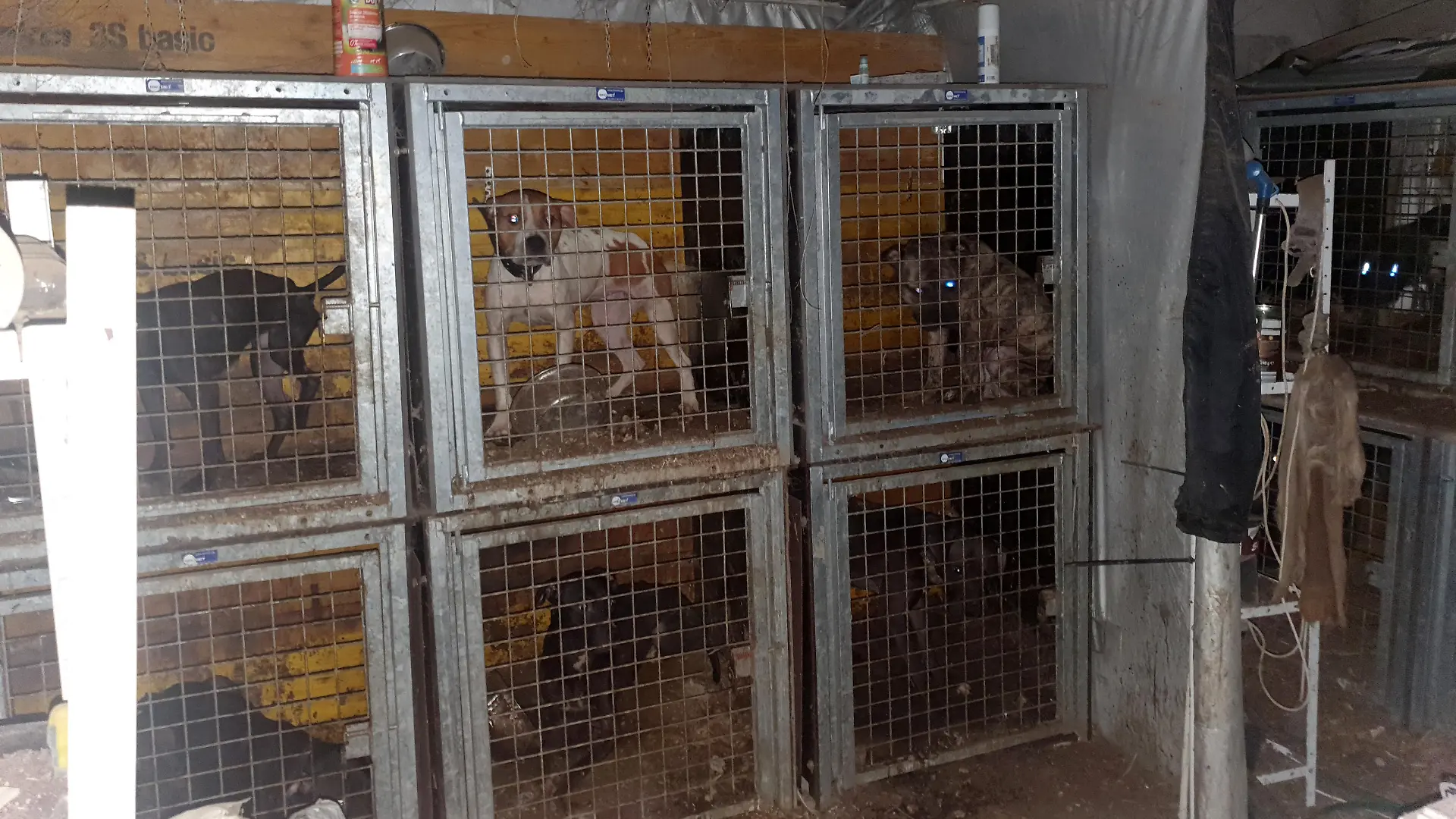 Hunde in Käfigen in Ansfelden