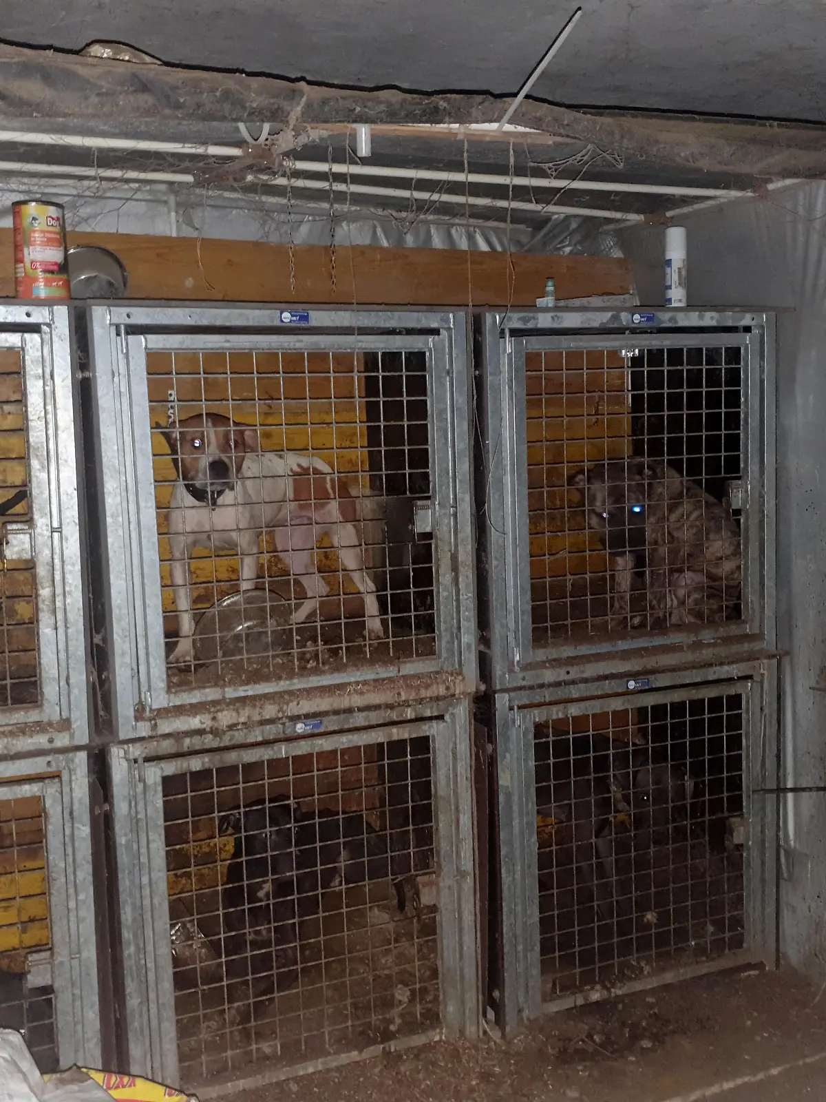 Hunde in Käfigen in Ansfelden