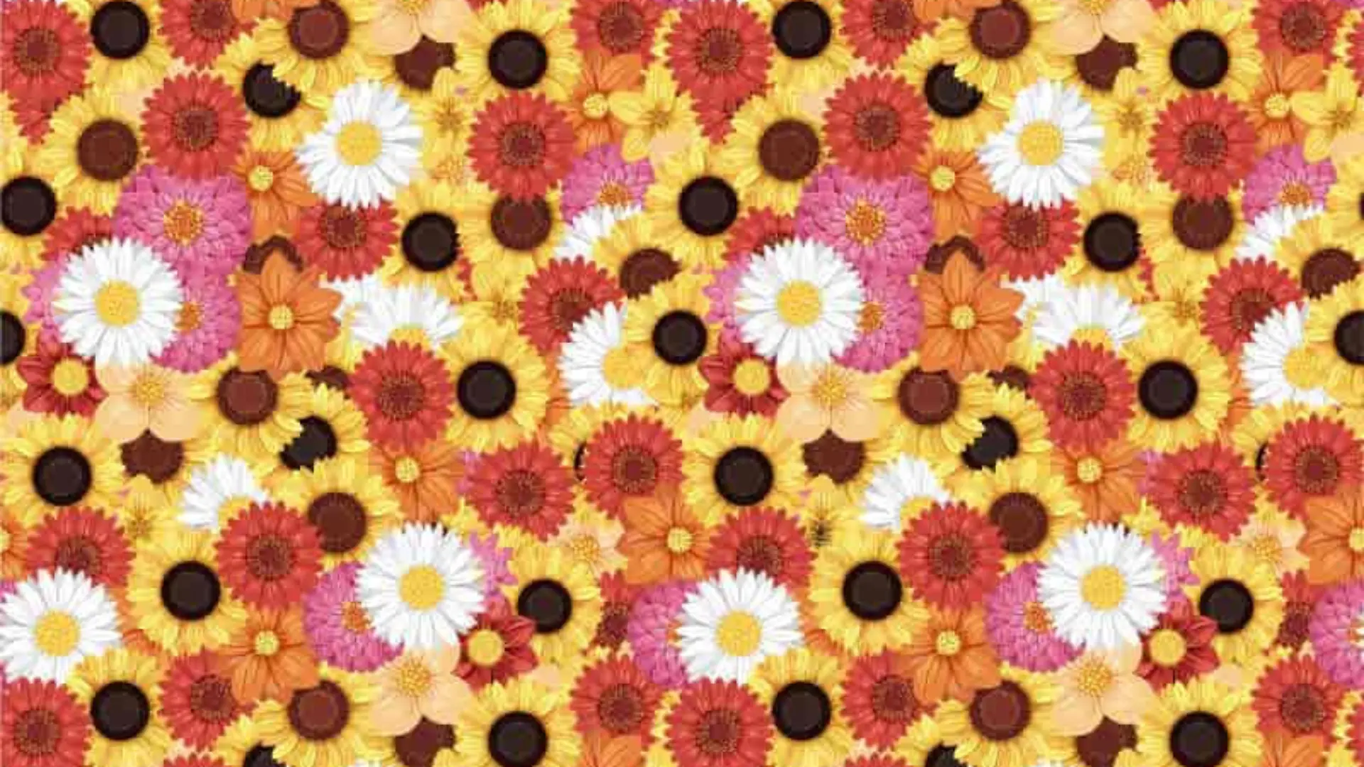 Suchbild: Finden Sie die Biene zwischen den Blumen?