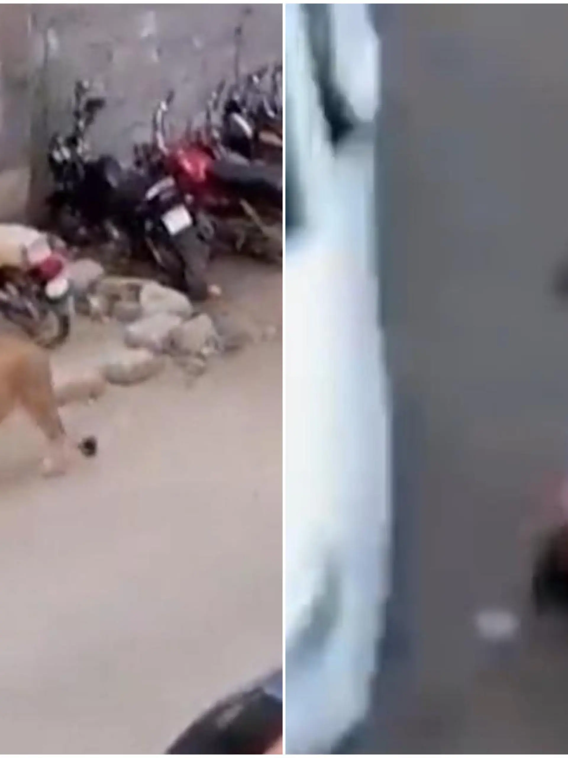Erst ist er seinem Halter weggelaufen, danach greift er einen Passanten an: Ein frei laufender Löwe sorgt in der pakistanischen Stadt Karachi  für Panik. Erst nach mehreren Stunden gelingt es Beamten, ihn einzufangen. Der Passant übersteht den Angriff aber unverletzt.