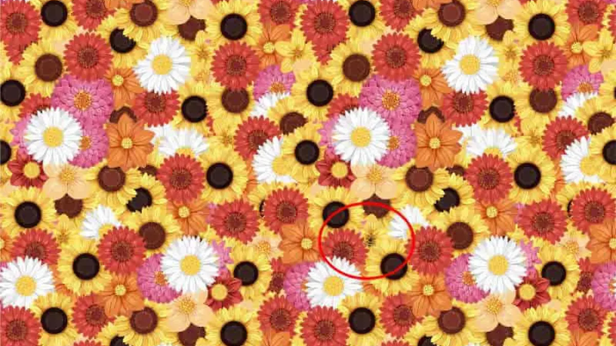 Suchbild-Auflösung: Hier befindet sich die Biene zwischen den Blumen