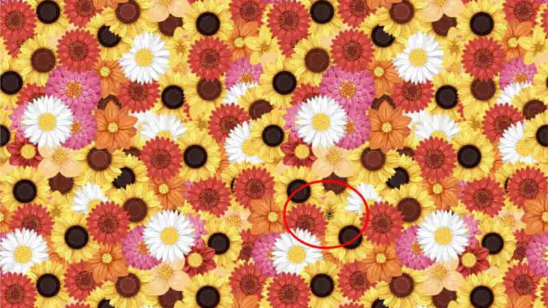 Suchbild-Auflösung: Hier befindet sich die Biene zwischen den Blumen