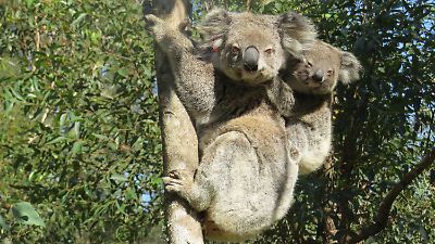 Koala Ember verbrannte fast in der Buschfeuer-Hölle, jetzt wird ...
