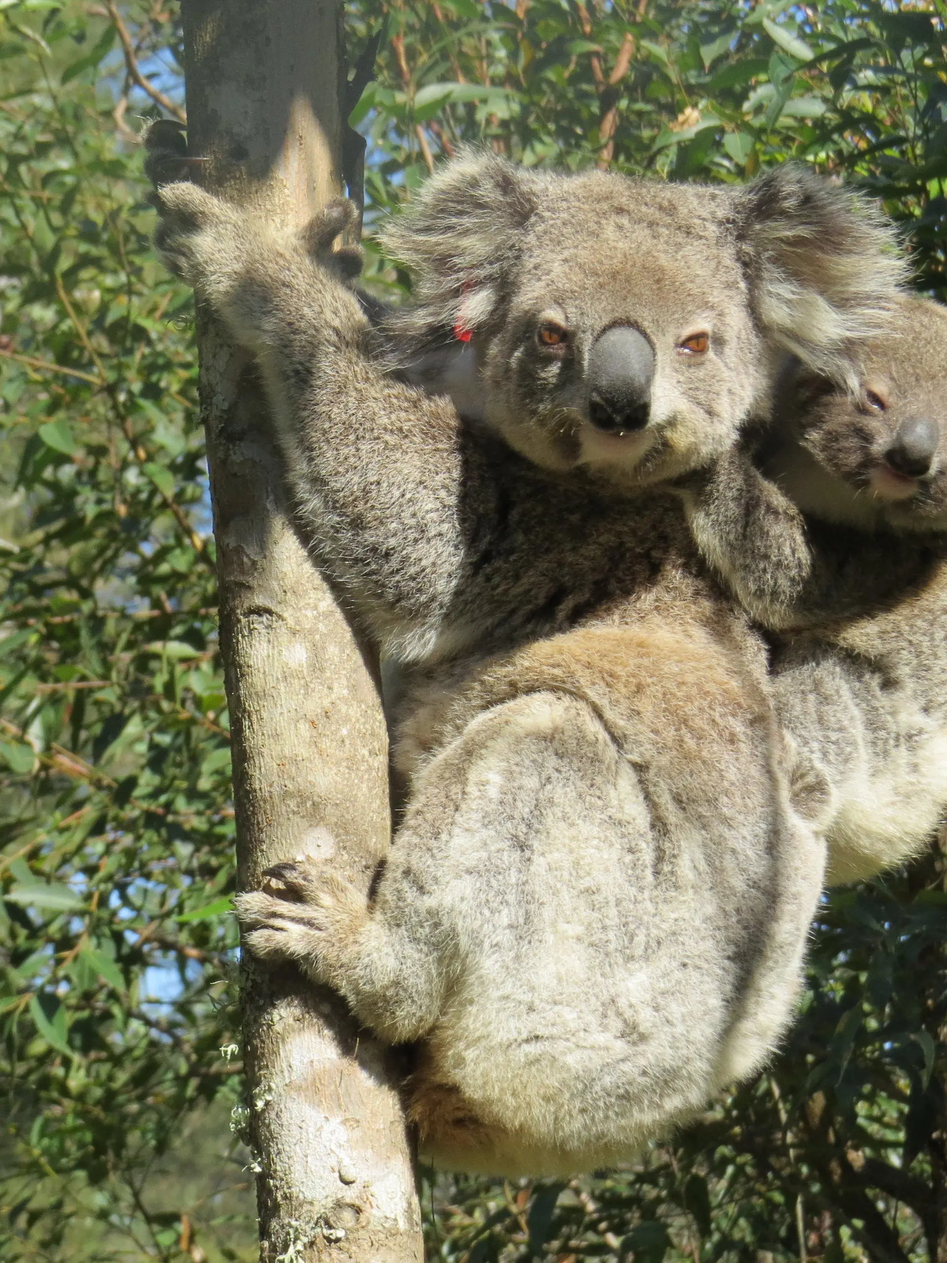 HANDOUT - 29.08.2021, Australien, ---: Die vom International Fund for Animal Welfare (IFAW ) zur Verfügung gestellte Aufnahme zeigt Koala Ember mit ihrem Jungen auf dem Rücken auf einem Baum. Die gewaltigen Buschfeuer in Australien vor vier Jahren hätte das Koala-Weibchen Ember fast nicht überlebt - nun wird das niedliche Beuteltier bereits zum zweiten Mal Mutter. In Ihrem Beutel sei ein winziges Junges entdeckt worden, teilte der Internationale Tierschutz-Fonds (IFAW) am Dienstag mit. (zu dpa «Koala verblüfft Tierschützer: Brandopfer Ember wird wieder Mutter») Foto: Roslyn Irwin/IFAW/dpa - ACHTUNG: Nur zur redaktionellen Verwendung im Zusammenhang mit der aktuellen Berichterstattung und nur mit vollständiger Nennung des vorstehenden Credits +++ dpa-Bildfunk +++