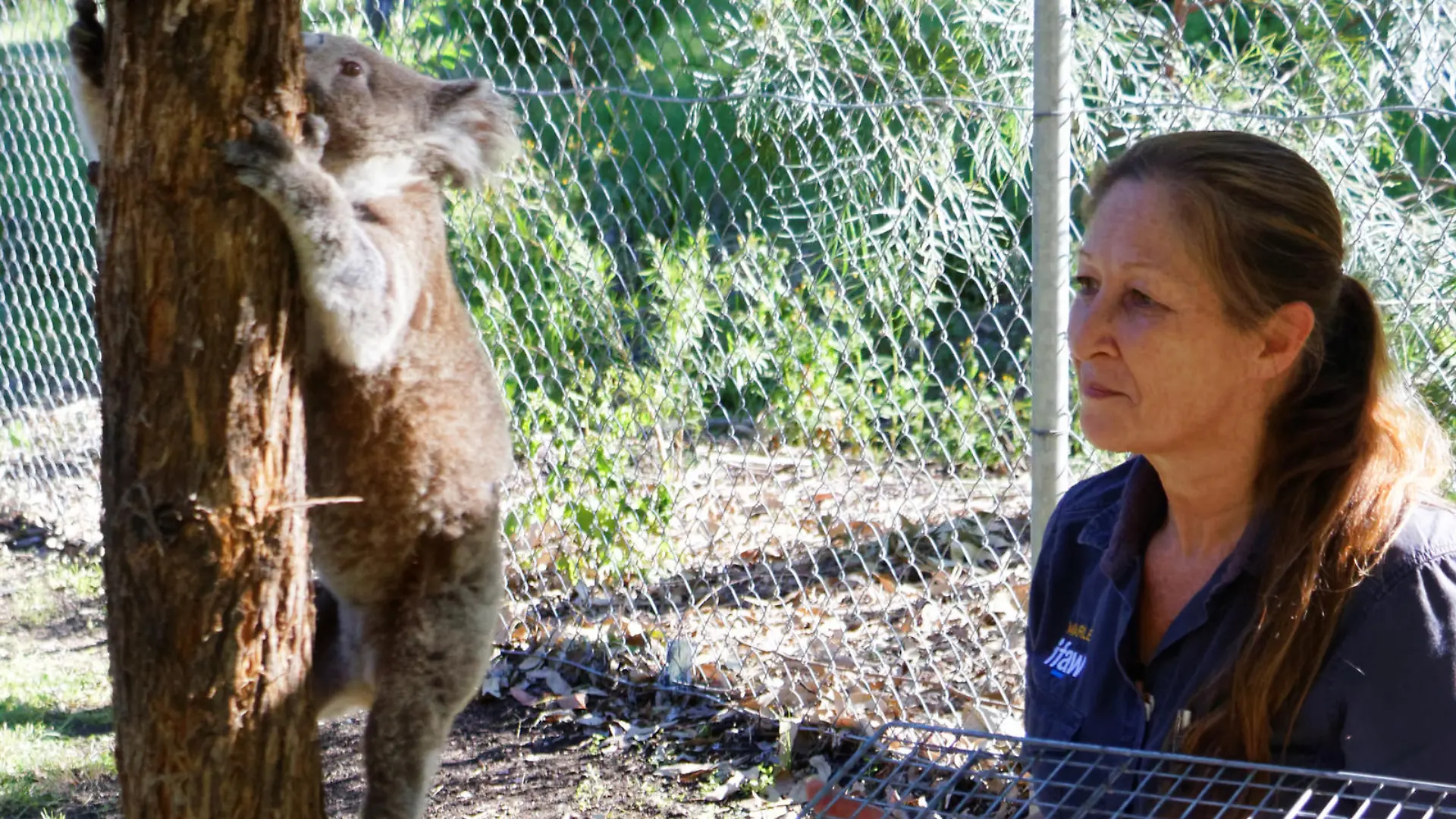 HANDOUT - 19.03.2020, Australien, ---: Die vom International Fund for Animal Welfare (IFAW ) zur Verfügung gestellte Aufnahme zeigt Koala Ember, die von Marley Christian, vom IFAW gesponsorte Tierärztin, auf einen Baum entlassen wird. Die gewaltigen Buschfeuer in Australien vor vier Jahren hätte das Koala-Weibchen Ember fast nicht überlebt - nun wird das niedliche Beuteltier bereits zum zweiten Mal Mutter. In Ihrem Beutel sei ein winziges Junges entdeckt worden, teilte der Internationale Tierschutz-Fonds (IFAW) am Dienstag mit. (zu dpa «Koala verblüfft Tierschützer: Brandopfer Ember wird wieder Mutter») Foto: Brad Mustow/IFAW/dpa - ACHTUNG: Nur zur redaktionellen Verwendung im Zusammenhang mit der aktuellen Berichterstattung und nur mit vollständiger Nennung des vorstehenden Credits +++ dpa-Bildfunk +++
