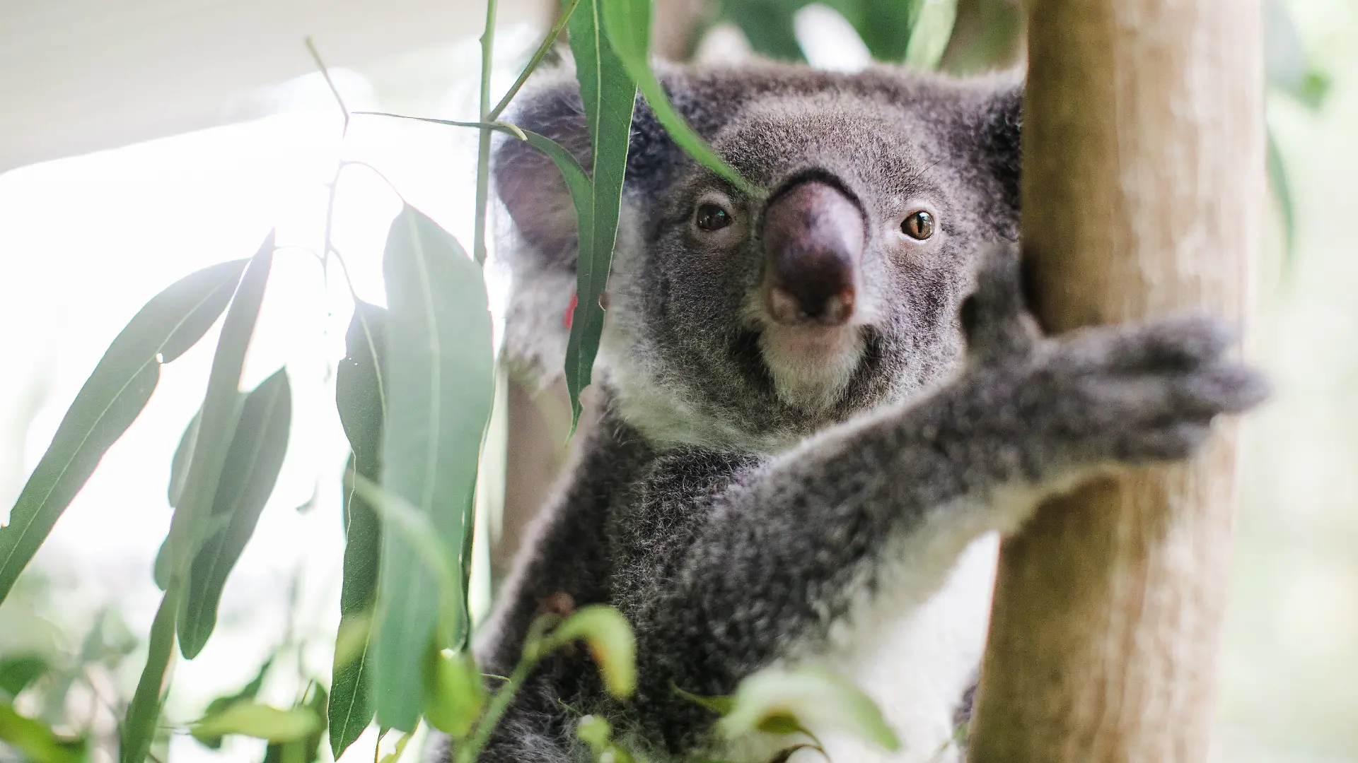 HANDOUT - 10.03.2020, Australien, Lismore: Die vom International Fund for Animal Welfare (IFAW ) zur Verfügung gestellte Aufnahme zeigt Koala Ember bei Friends of the Koala auf einem Baum. Die gewaltigen Buschfeuer in Australien vor vier Jahren hätte das Koala-Weibchen Ember fast nicht überlebt - nun wird das niedliche Beuteltier bereits zum zweiten Mal Mutter. In Ihrem Beutel sei ein winziges Junges entdeckt worden, teilte der Internationale Tierschutz-Fonds (IFAW) am Dienstag mit. (zu dpa «Koala verblüfft Tierschützer: Brandopfer Ember wird wieder Mutter») Foto: Stacey Hedman/IFAW/dpa - ACHTUNG: Nur zur redaktionellen Verwendung im Zusammenhang mit der aktuellen Berichterstattung und nur mit vollständiger Nennung des vorstehenden Credits +++ dpa-Bildfunk +++