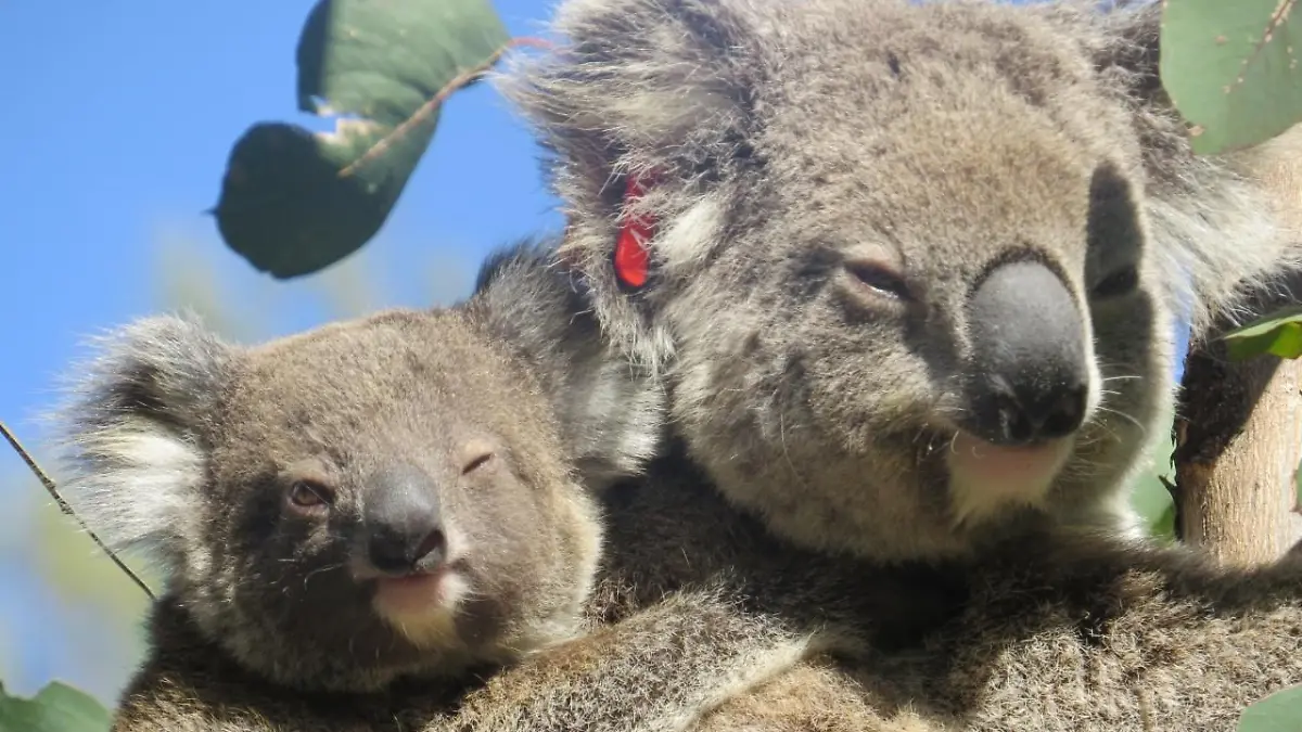 HANDOUT - 17.08.2022, Australien, ---: Die vom International Fund for Animal Welfare (IFAW ) zur Verfügung gestellte Aufnahme zeigt Koala Ember mit ihrem Jungen auf dem Rücken auf einem Baum. Die gewaltigen Buschfeuer in Australien vor vier Jahren hätte das Koala-Weibchen Ember fast nicht überlebt - nun wird das niedliche Beuteltier bereits zum zweiten Mal Mutter. In Ihrem Beutel sei ein winziges Junges entdeckt worden, teilte der Internationale Tierschutz-Fonds (IFAW) am Dienstag mit. (zu dpa «Koala verblüfft Tierschützer: Brandopfer Ember wird wieder Mutter») Foto: Roslyn Irwin/IFAW/dpa - ACHTUNG: Nur zur redaktionellen Verwendung im Zusammenhang mit der aktuellen Berichterstattung und nur mit vollständiger Nennung des vorstehenden Credits +++ dpa-Bildfunk +++