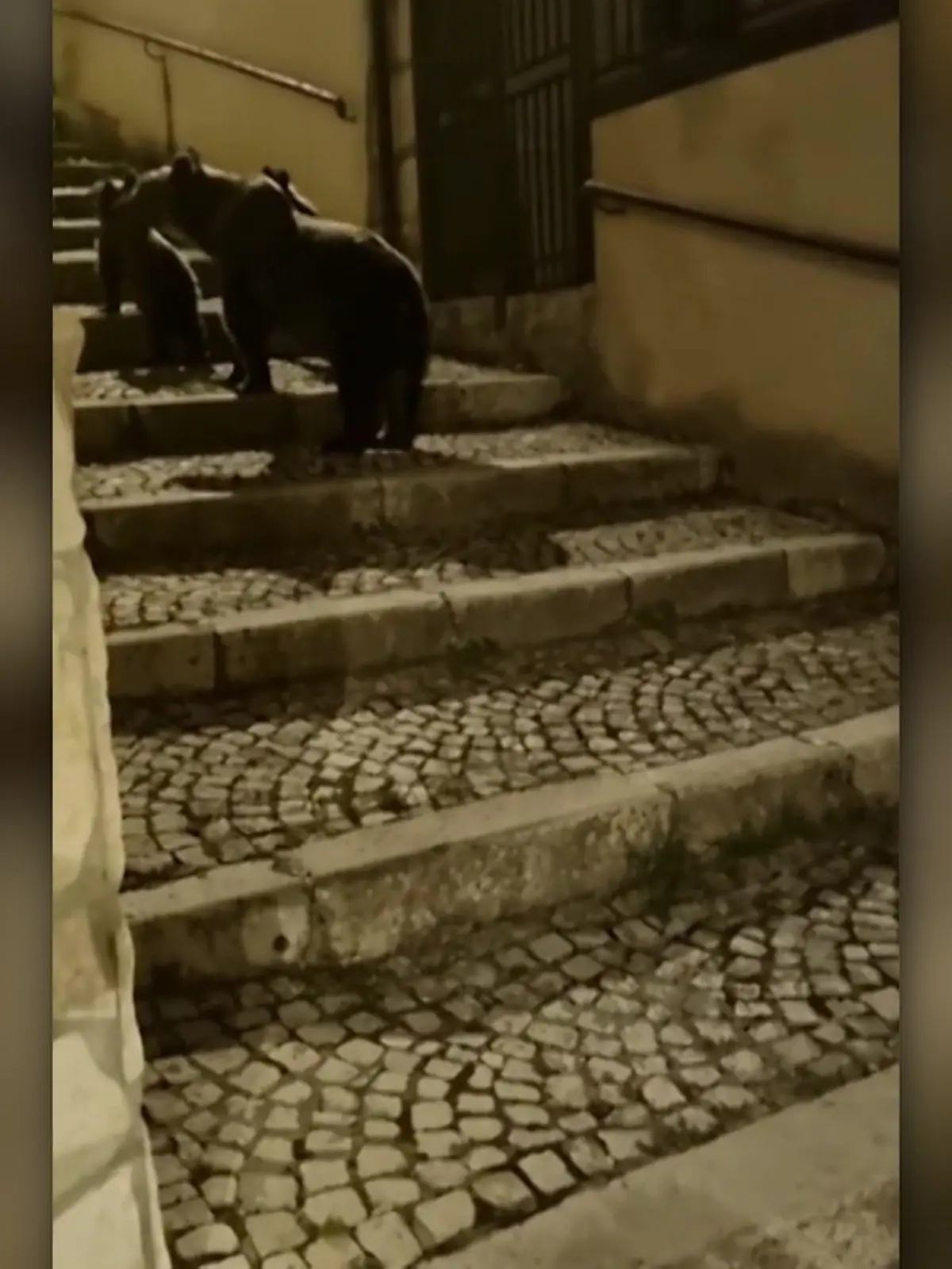 In Italien gibt es gerade riesen-Aufregung um die Braunbärin Amarena. In den Abruzzen war sie eine kleine Attraktion, weil sie dort regelmäßig mit ihren beiden Jungen mitten durch die Dörfer spaziert ist. Die Bewohner hatten keine Angst vor ihr. Doch jetzt hat einer sie doch erschossen. Die Menschen in der Region sind wütend, bedrohen den Mann zum Teil heftig und alle fragen sich: können Amarenas Babies jetzt überleben?