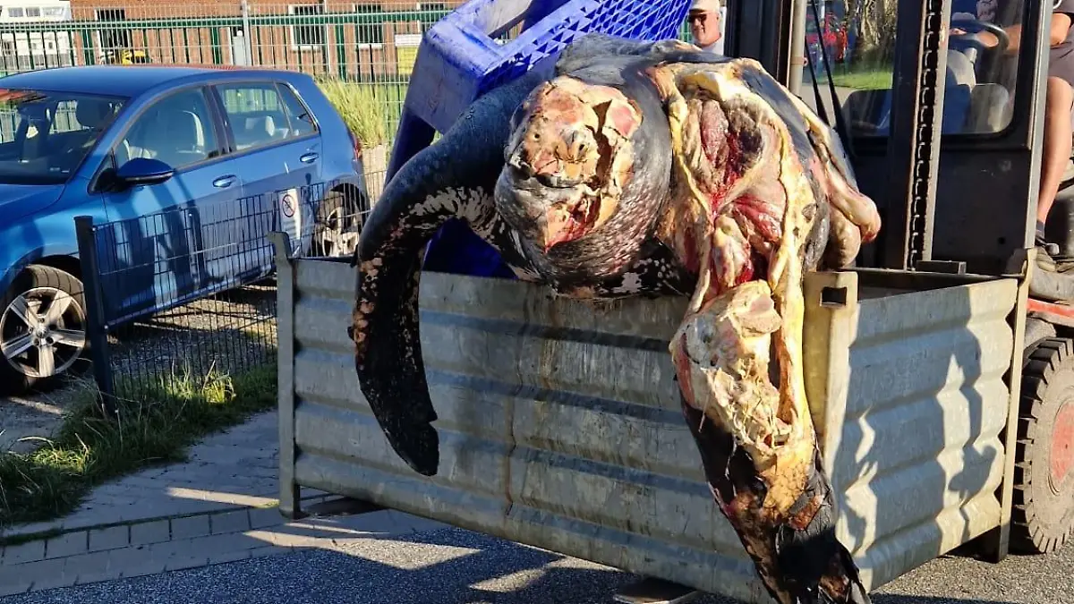 Die hunderte Kilo schwere Schildkröte starb vermutlich an ihren schweren Schnittverletzungen.
