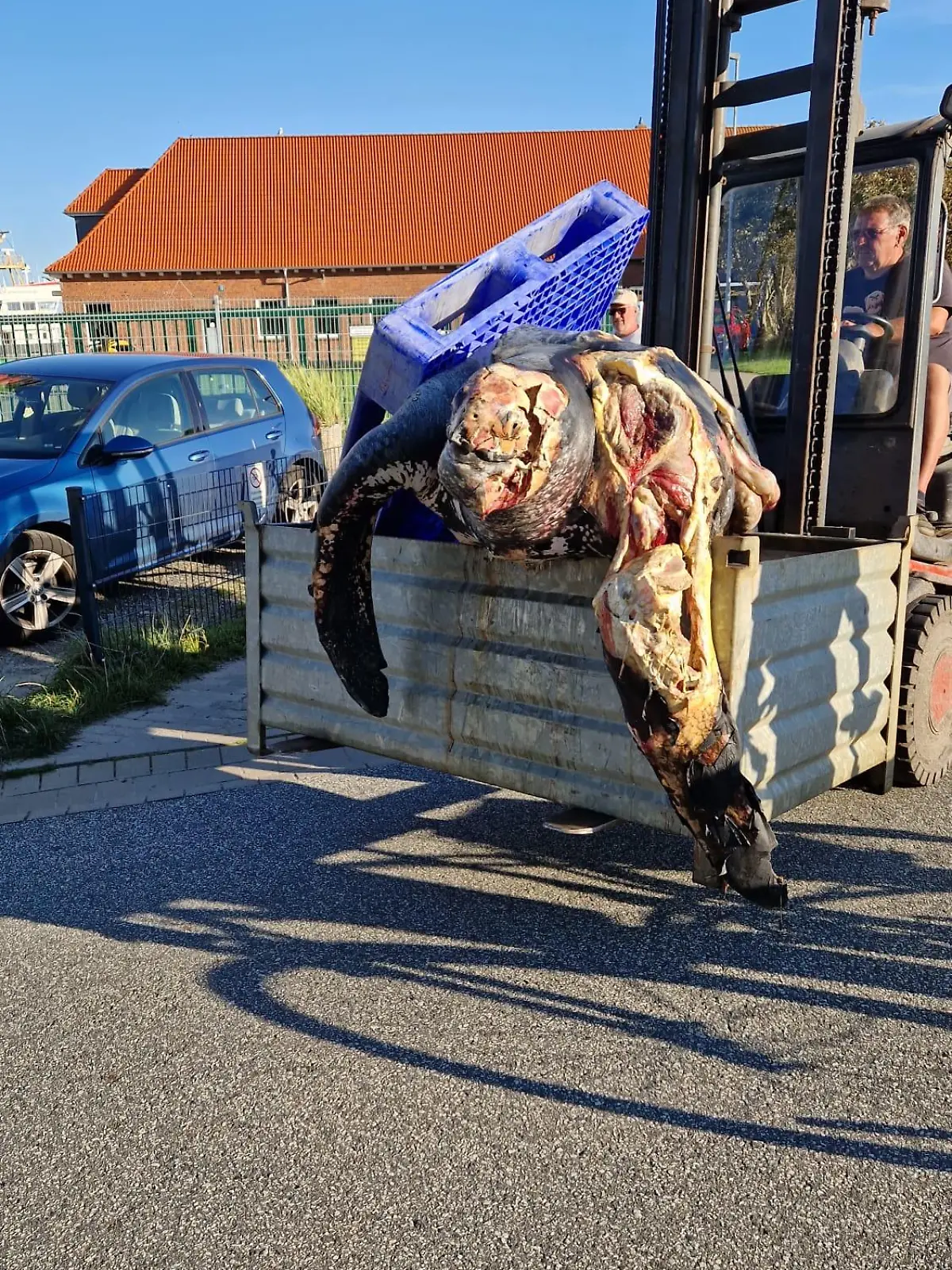 Die hunderte Kilo schwere Schildkröte starb vermutlich an ihren schweren Schnittverletzungen.