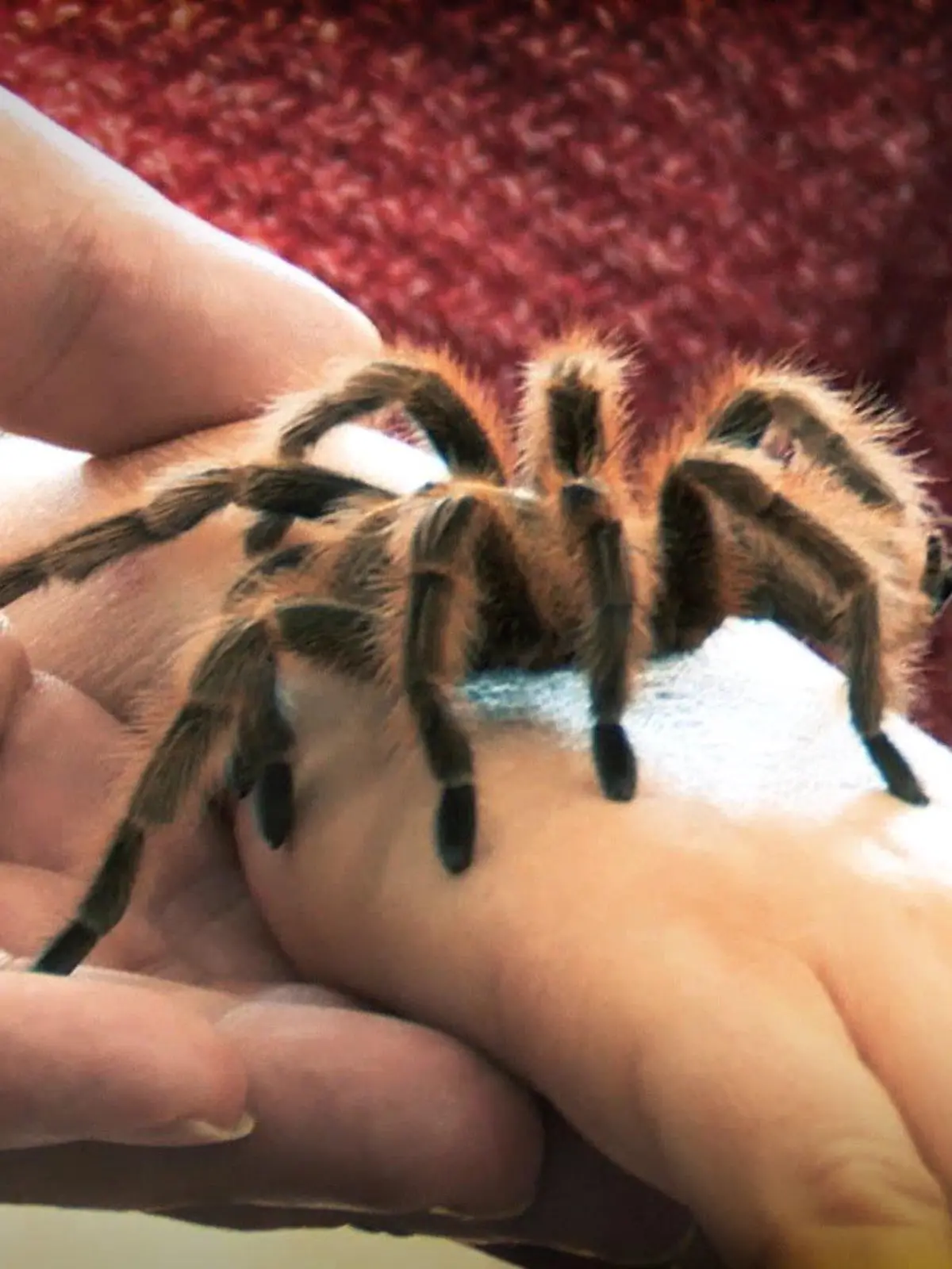 Spinne auf der Hand