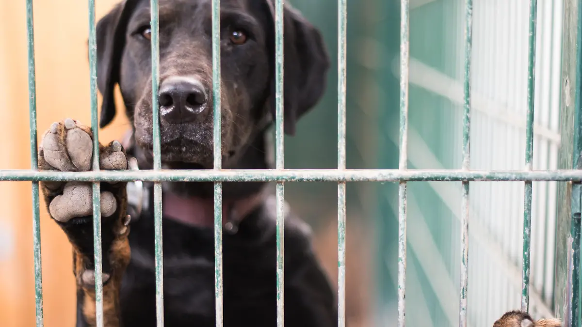 ARCHIV - 13.08.2019, ---: ILLUSTRATION - Ein Hund steht in seinem Zwinger im Tierheim am Gitter. In einem Gerichtsstreit um die Wegnahme von 139 Hunden und Katzen einer Familie in Oberbayern ist der Versuch einer Einigung gescheitert. Am Verwaltungsgericht München stritten Vertreter der Familie aus dem Landkreis Miesbach und der Regierung von Oberbayern vor allem um die Frage, ob die Halterin mehr als 200 000 Euro unter anderem zur Unterbringung der teils kranken Hunde und Katzen in 16 Tierheimen zahlen muss.     (zu dpa «Keine Einigung im Streit um Wegnahme von fast 140 Hunden und Katzen») Foto: Andreas Arnold/dpa +++ dpa-Bildfunk +++