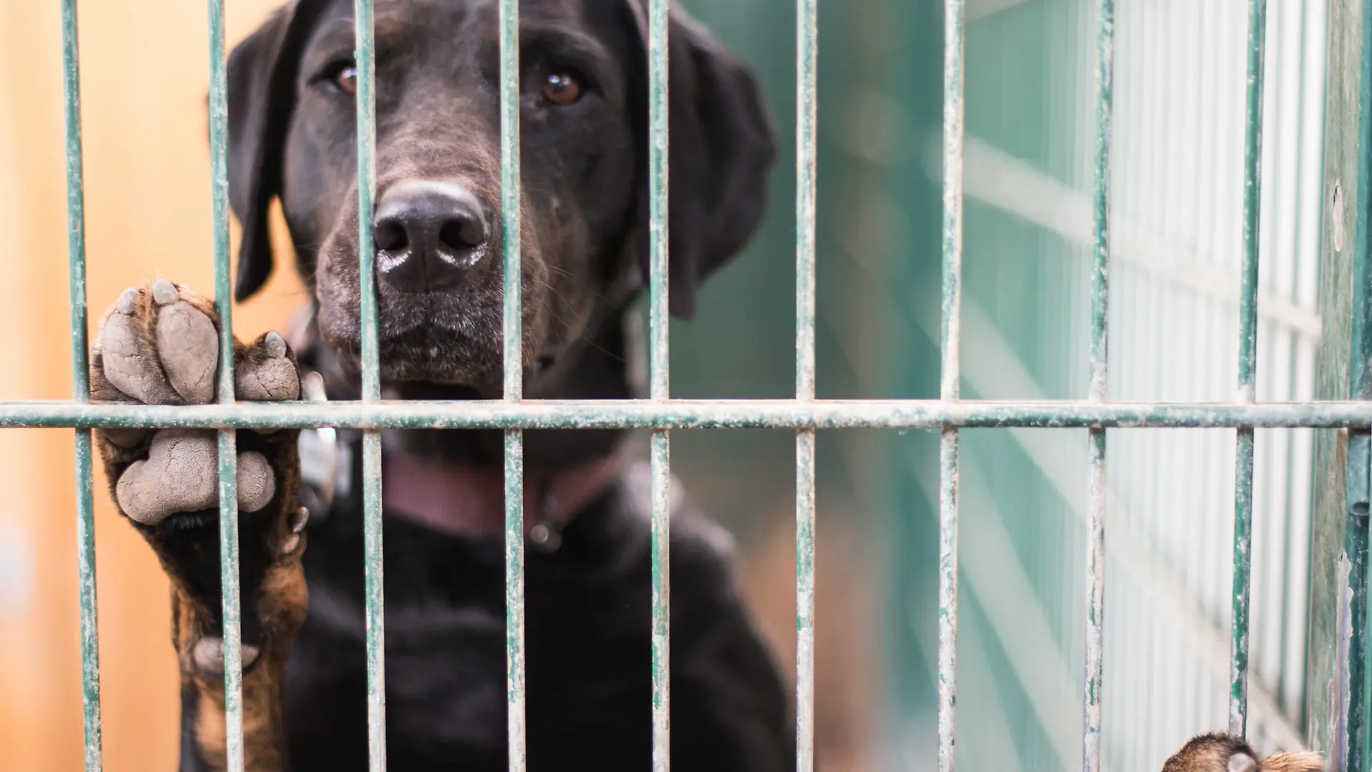 ARCHIV - 13.08.2019, ---: ILLUSTRATION - Ein Hund steht in seinem Zwinger im Tierheim am Gitter. In einem Gerichtsstreit um die Wegnahme von 139 Hunden und Katzen einer Familie in Oberbayern ist der Versuch einer Einigung gescheitert. Am Verwaltungsgericht München stritten Vertreter der Familie aus dem Landkreis Miesbach und der Regierung von Oberbayern vor allem um die Frage, ob die Halterin mehr als 200 000 Euro unter anderem zur Unterbringung der teils kranken Hunde und Katzen in 16 Tierheimen zahlen muss. (zu dpa «Keine Einigung im Streit um Wegnahme von fast 140 Hunden und Katzen») Foto: Andreas Arnold/dpa +++ dpa-Bildfunk +++