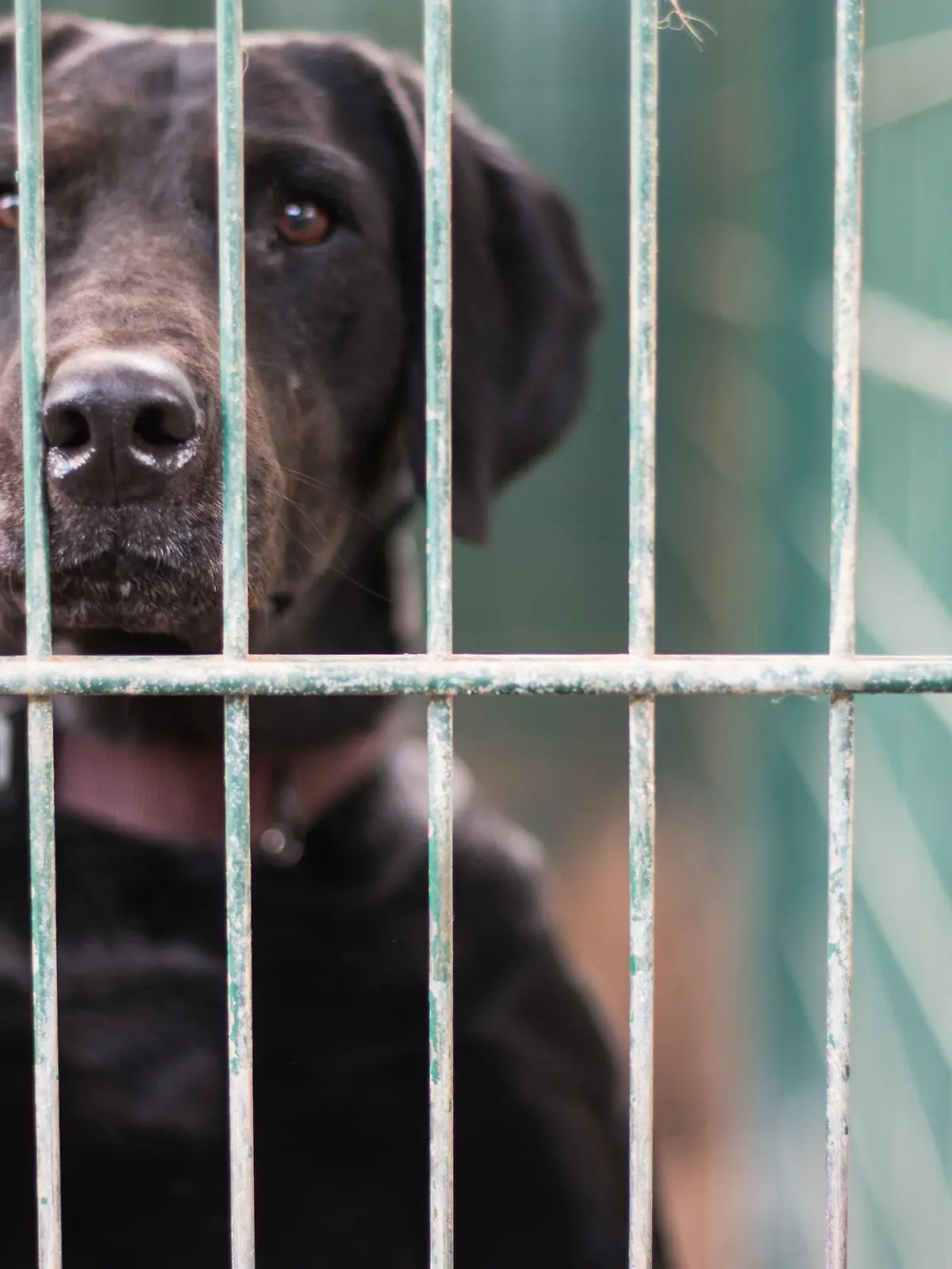 ARCHIV - 13.08.2019, ---: ILLUSTRATION - Ein Hund steht in seinem Zwinger im Tierheim am Gitter. In einem Gerichtsstreit um die Wegnahme von 139 Hunden und Katzen einer Familie in Oberbayern ist der Versuch einer Einigung gescheitert. Am Verwaltungsgericht München stritten Vertreter der Familie aus dem Landkreis Miesbach und der Regierung von Oberbayern vor allem um die Frage, ob die Halterin mehr als 200 000 Euro unter anderem zur Unterbringung der teils kranken Hunde und Katzen in 16 Tierheimen zahlen muss.     (zu dpa «Keine Einigung im Streit um Wegnahme von fast 140 Hunden und Katzen») Foto: Andreas Arnold/dpa +++ dpa-Bildfunk +++