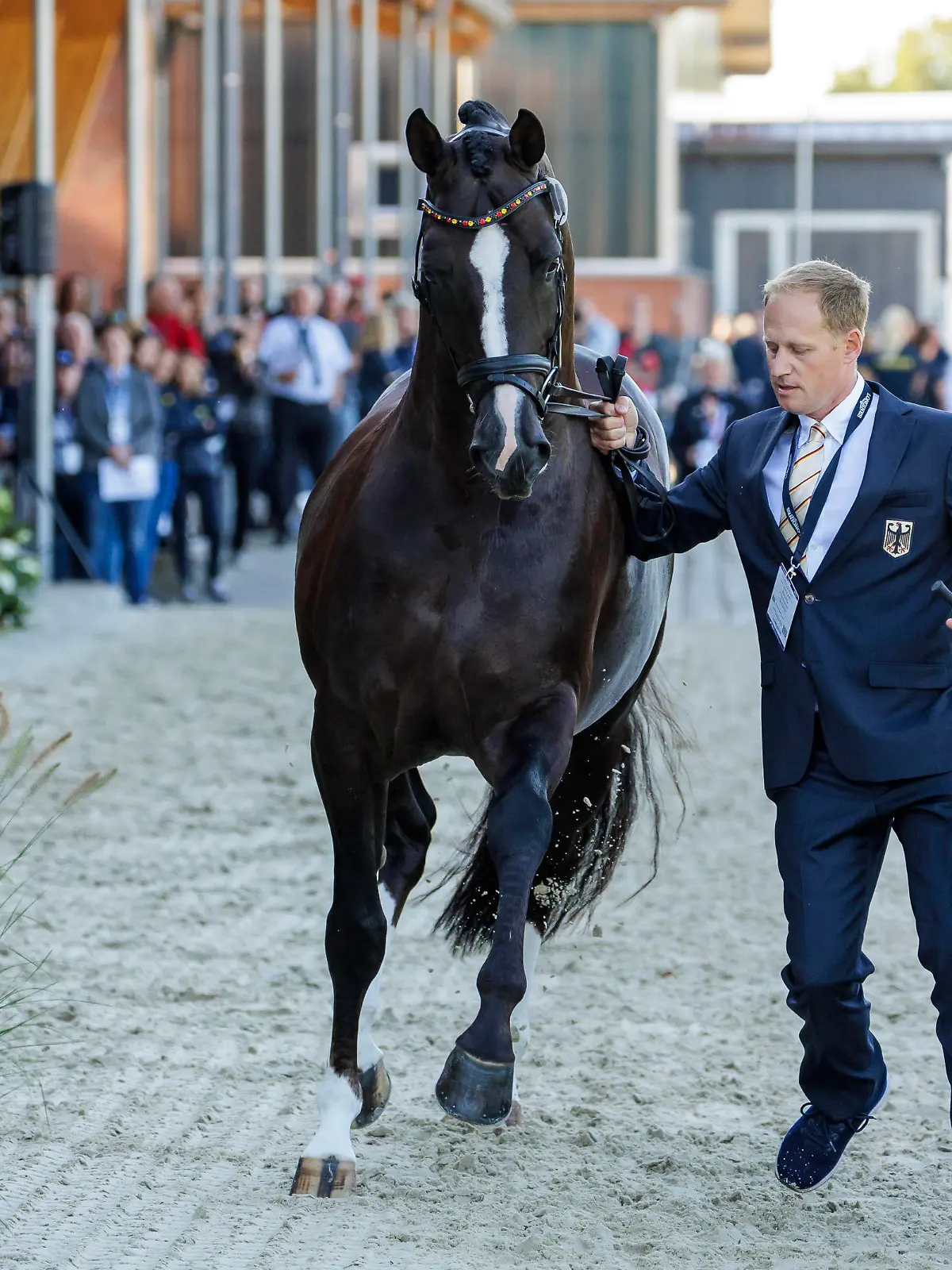 RIESENBECK - FEI Dressage and Para-Dressage European Championship, EM, Europameisterschaft 2023, RIESENBECK - FEI Dressage and Para-Dressage European Championship 2023 RATH Matthias Alexander GER, Thiago GS Vet-Check / Horse Inspection for Dressage horses Riesenbeck, Reitanlage Riesenbeck International 05. September 2023 - *** RIESENBECK FEI Dressage and Para Dressage European Championship 2023, RIESENBECK FEI Dressage and Para Dressage European Championship 2023 RATH Matthias Alexander GER , Thiago GS Vet Check Horse Inspection for Dressage horses Riesenbeck, Reitanlage Riesenbeck International 05 September 2023