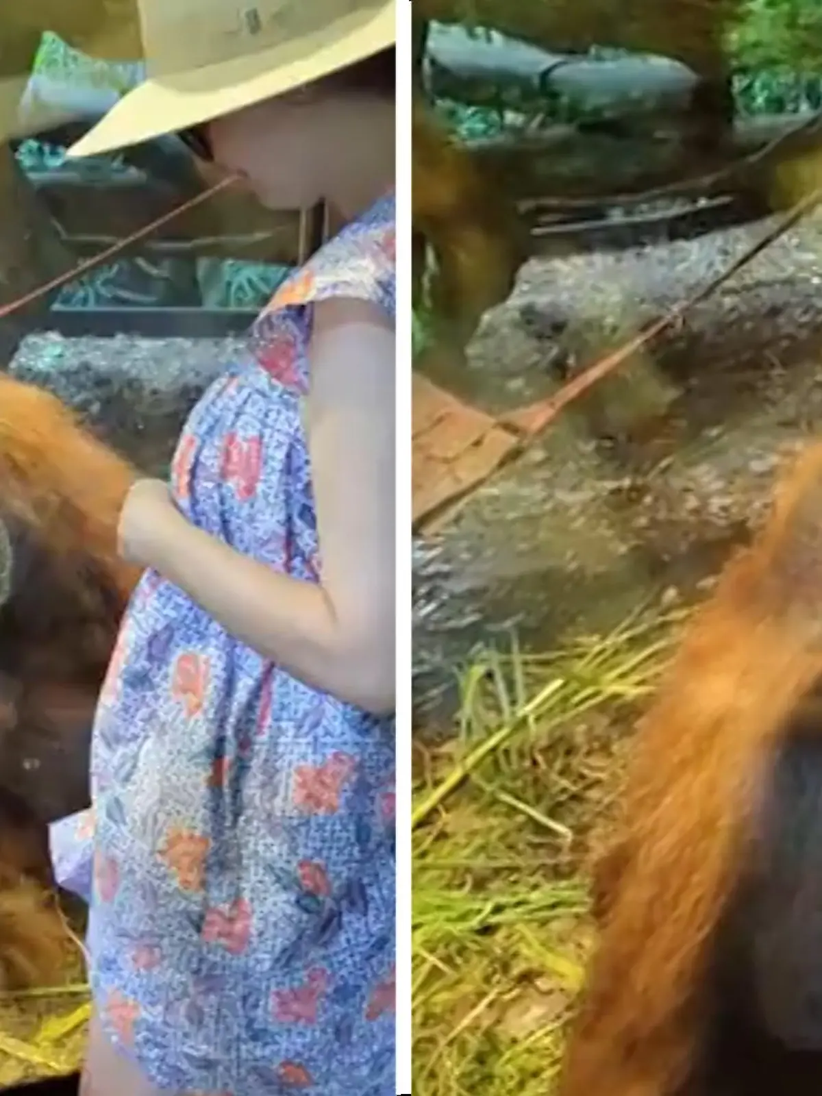 Dieses Video zeigt, wieso Orang-Utans der Gattung Menschenaffen angehören – denn hier zeigt ein Exemplar Empathie! Im Zoo von Singapur steht eine hochschwangere Frau vor der Scheibe des Affengeheges, als ein Weibchen auf sie zukommt.