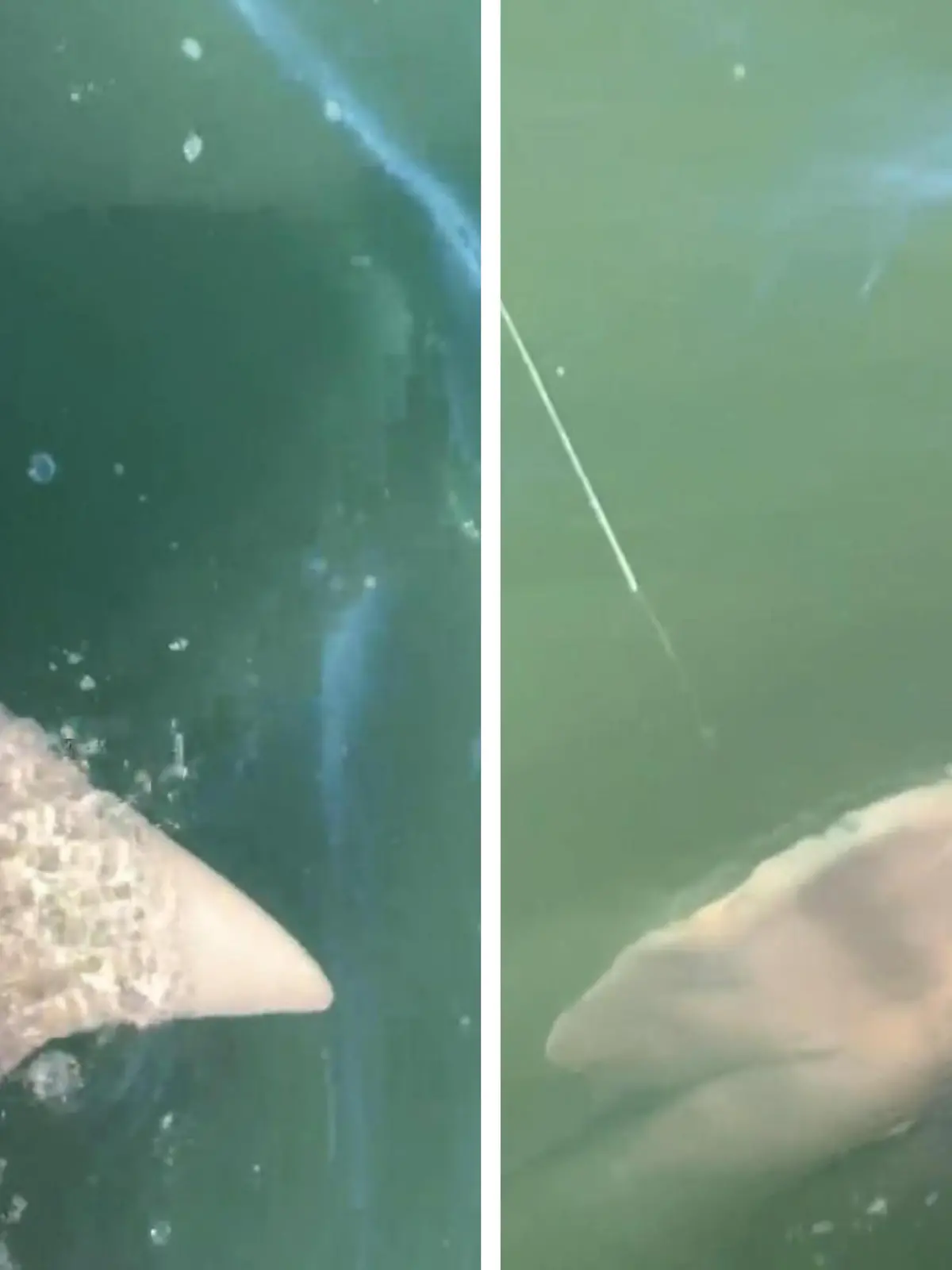 Ein Angler aus  Connecticut  hat Augen gemacht, als er plötzlich einen drei Meter langen Hai am Haken hat. Der Mann selbst sitzt auf einem Paddel-Board und hat über eine Stunde mit dem Tier gekämpft, bis es schließlich erschöpft auftaucht und dem Angler diese Beweisbilder liefert - der filmt auch sogleich diese beeindruckenden Bilder, ehe er das Tier wieder in die Freiheit entlässt.