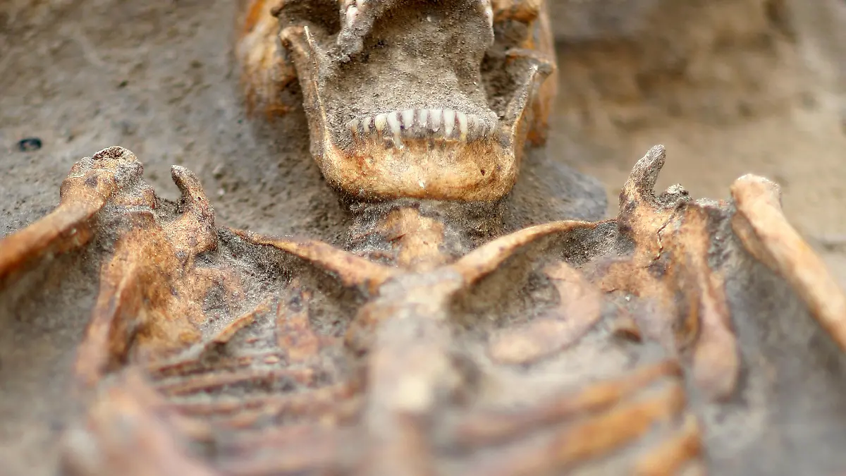 Mit weit aufgerissenem Kiefer liegt am Montag (18.08.2008) in Berlin der Kopf eines Skelettes aus dem 14. Jahrhundert im Boden. Archäologen haben in der Mitte von Berlin die Überreste von mehr als 2000 Menschen entdeckt. Die Gebeine gehören zu Gräbern rund um die einstige Petrikirche, die vor 700 Jahren gebaut wurde. Foto: Marcel Mettelsiefen dpa/lbn +++(c) dpa - Report+++