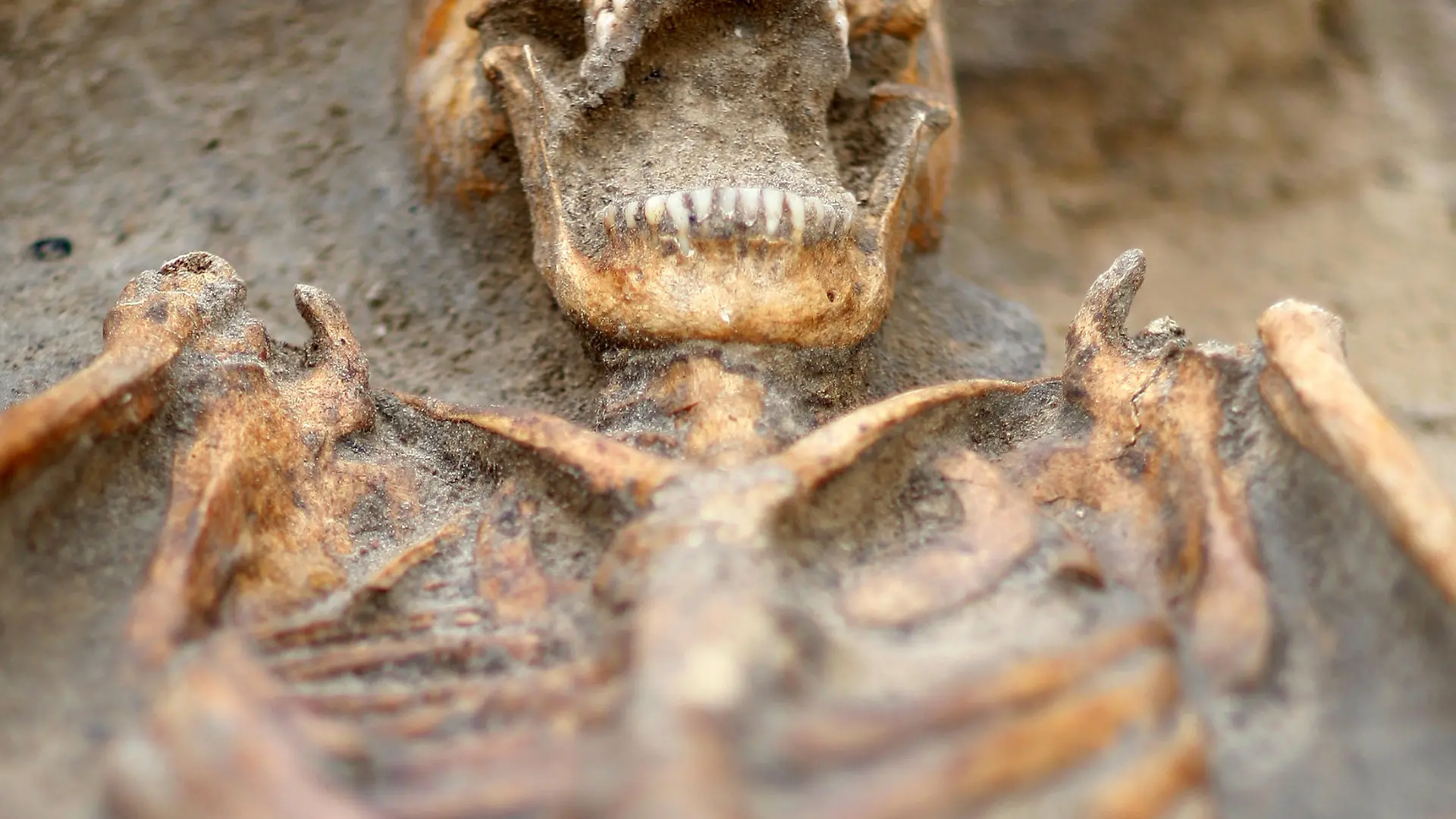 Mit weit aufgerissenem Kiefer liegt am Montag (18.08.2008) in Berlin der Kopf eines Skelettes aus dem 14. Jahrhundert im Boden. Archäologen haben in der Mitte von Berlin die Überreste von mehr als 2000 Menschen entdeckt. Die Gebeine gehören zu Gräbern rund um die einstige Petrikirche, die vor 700 Jahren gebaut wurde. Foto: Marcel Mettelsiefen dpa/lbn +++(c) dpa - Report+++