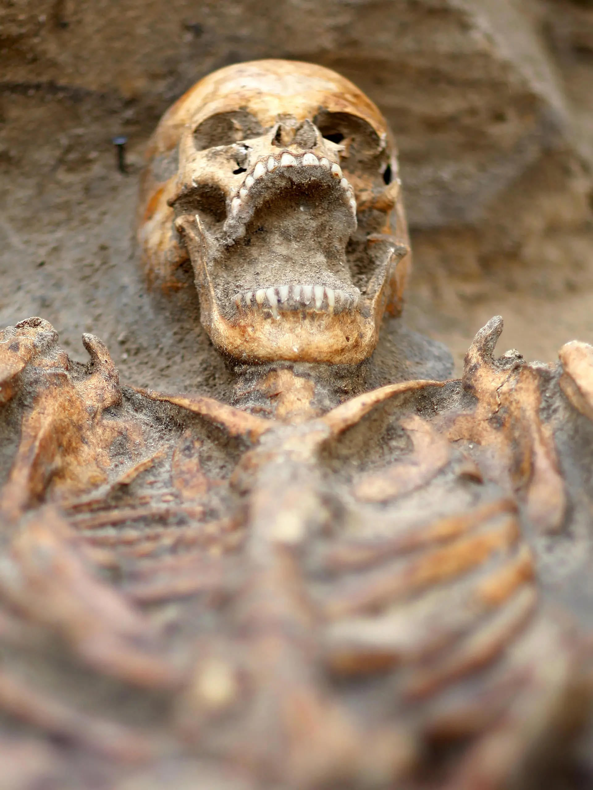 Mit weit aufgerissenem Kiefer liegt am Montag (18.08.2008) in Berlin der Kopf eines Skelettes aus dem 14. Jahrhundert im Boden. Archäologen haben in der Mitte von Berlin die Überreste von mehr als 2000 Menschen entdeckt. Die Gebeine gehören zu Gräbern rund um die einstige Petrikirche, die vor 700 Jahren gebaut wurde. Foto: Marcel Mettelsiefen dpa/lbn +++(c) dpa - Report+++