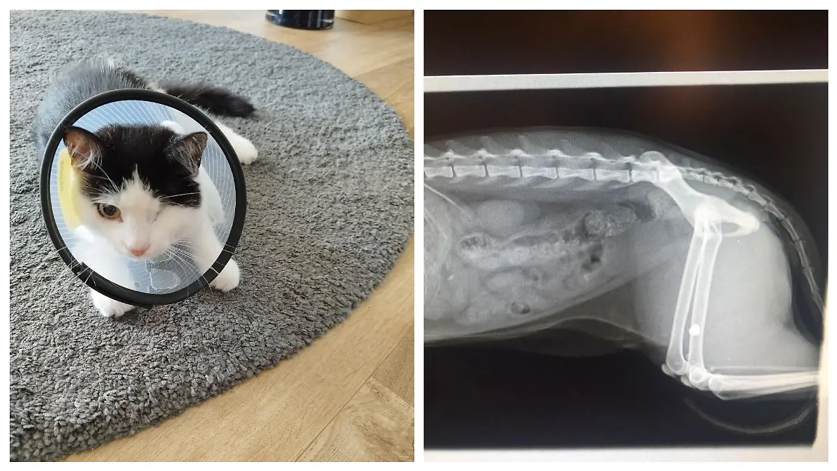 Die Katze „Mädi“ wurde zuerst im Auge und dann im Hinterlauf von einer Kugel verletzt.