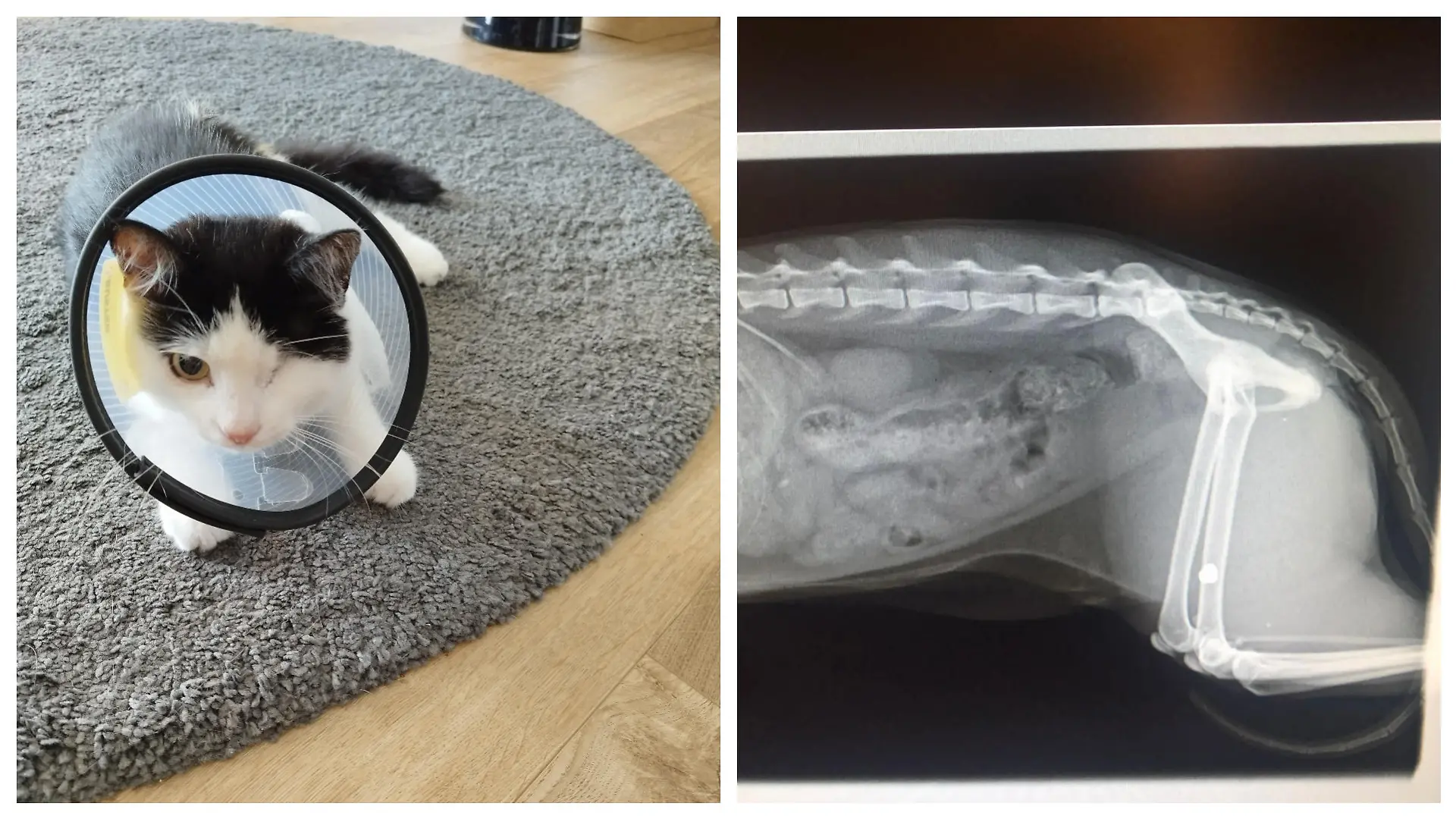 Die Katze „Mädi“ wurde zuerst im Auge und dann im Hinterlauf von einer Kugel verletzt.