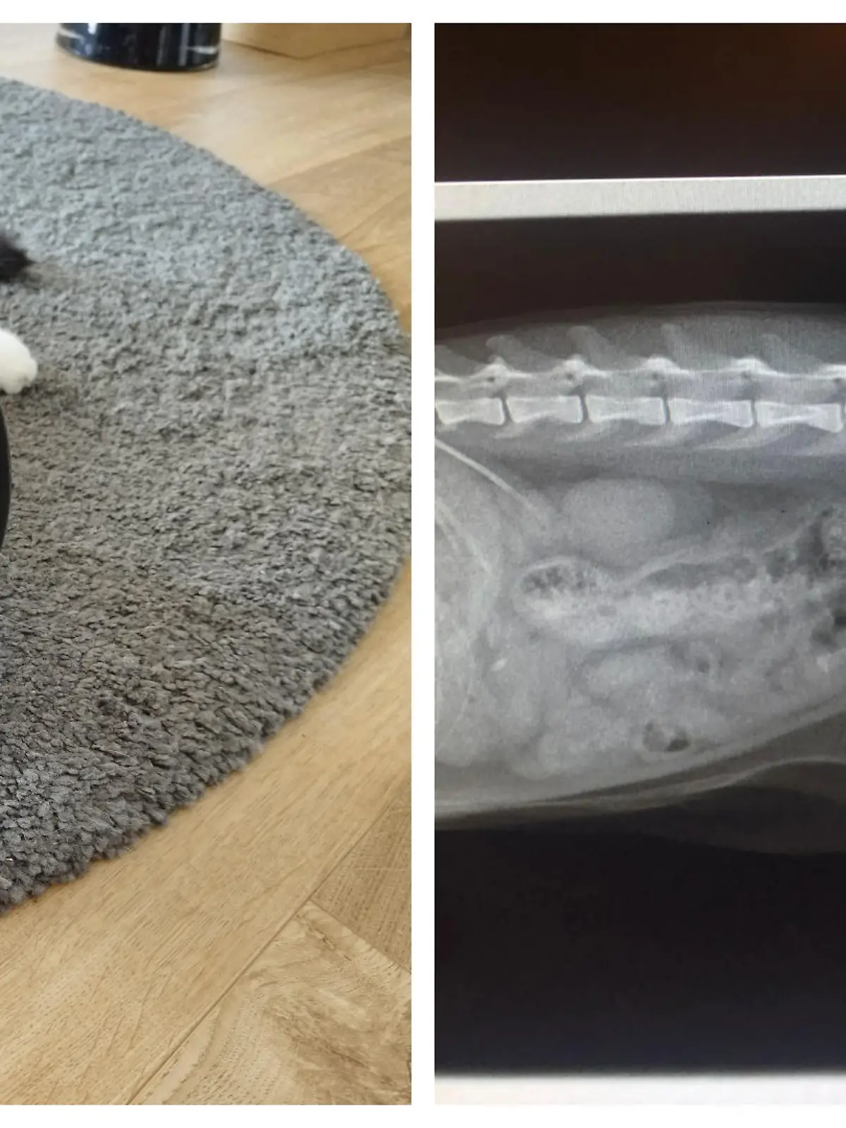 Die Katze „Mädi“ wurde zuerst im Auge und dann im Hinterlauf von einer Kugel verletzt.