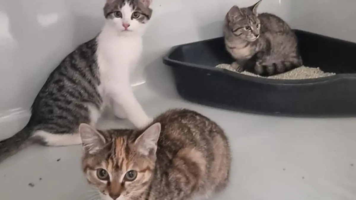 Oft ist es ihr Todesurteil, wenn Katzen ausgesetzt werden. Diese Drei hatten Glück im Unglück.