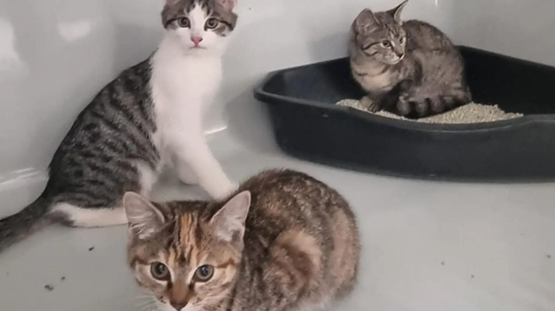 Oft ist es ihr Todesurteil, wenn Katzen ausgesetzt werden. Diese Drei hatten Glück im Unglück.