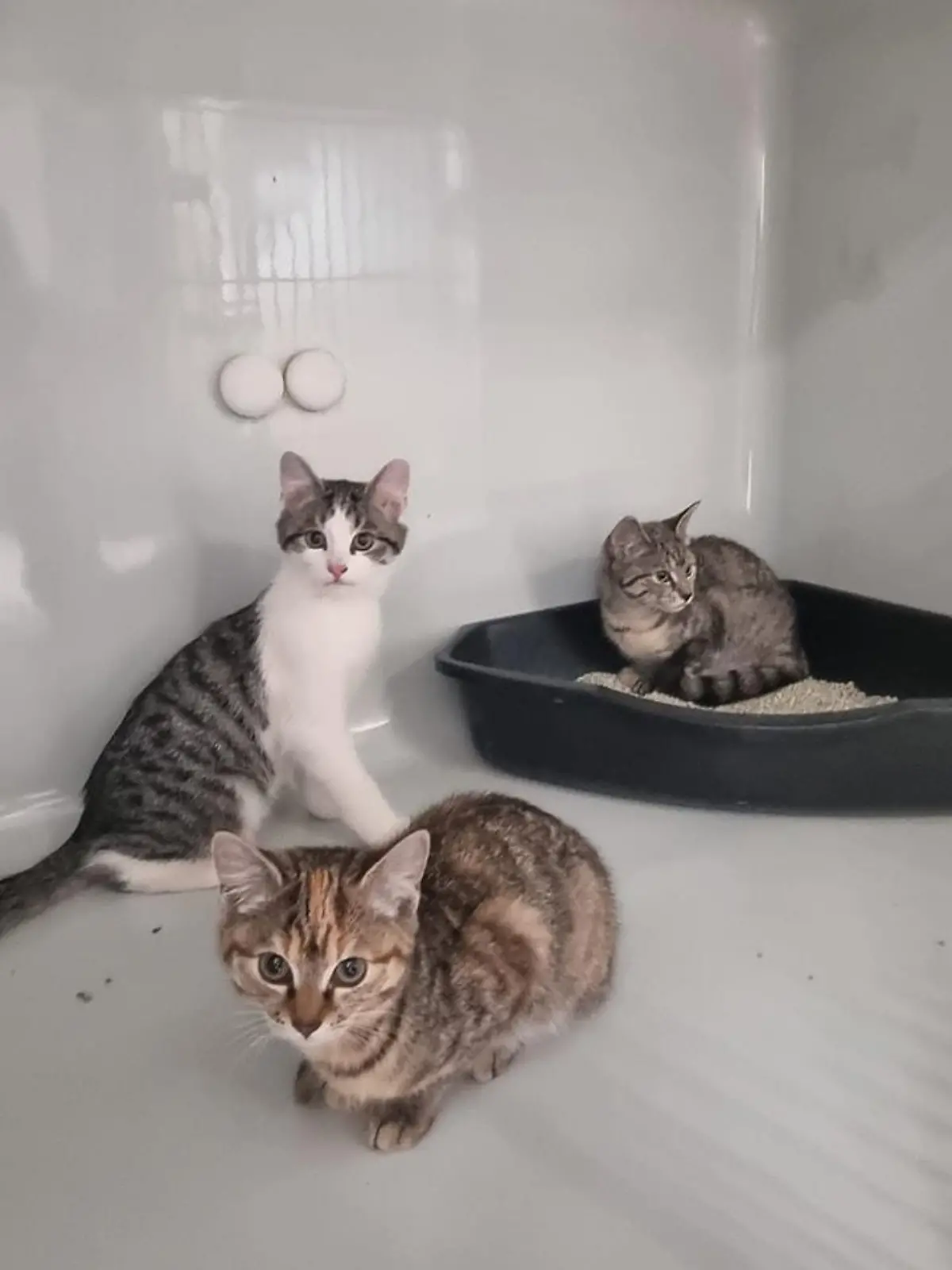 Oft ist es ihr Todesurteil, wenn Katzen ausgesetzt werden. Diese Drei hatten Glück im Unglück.
