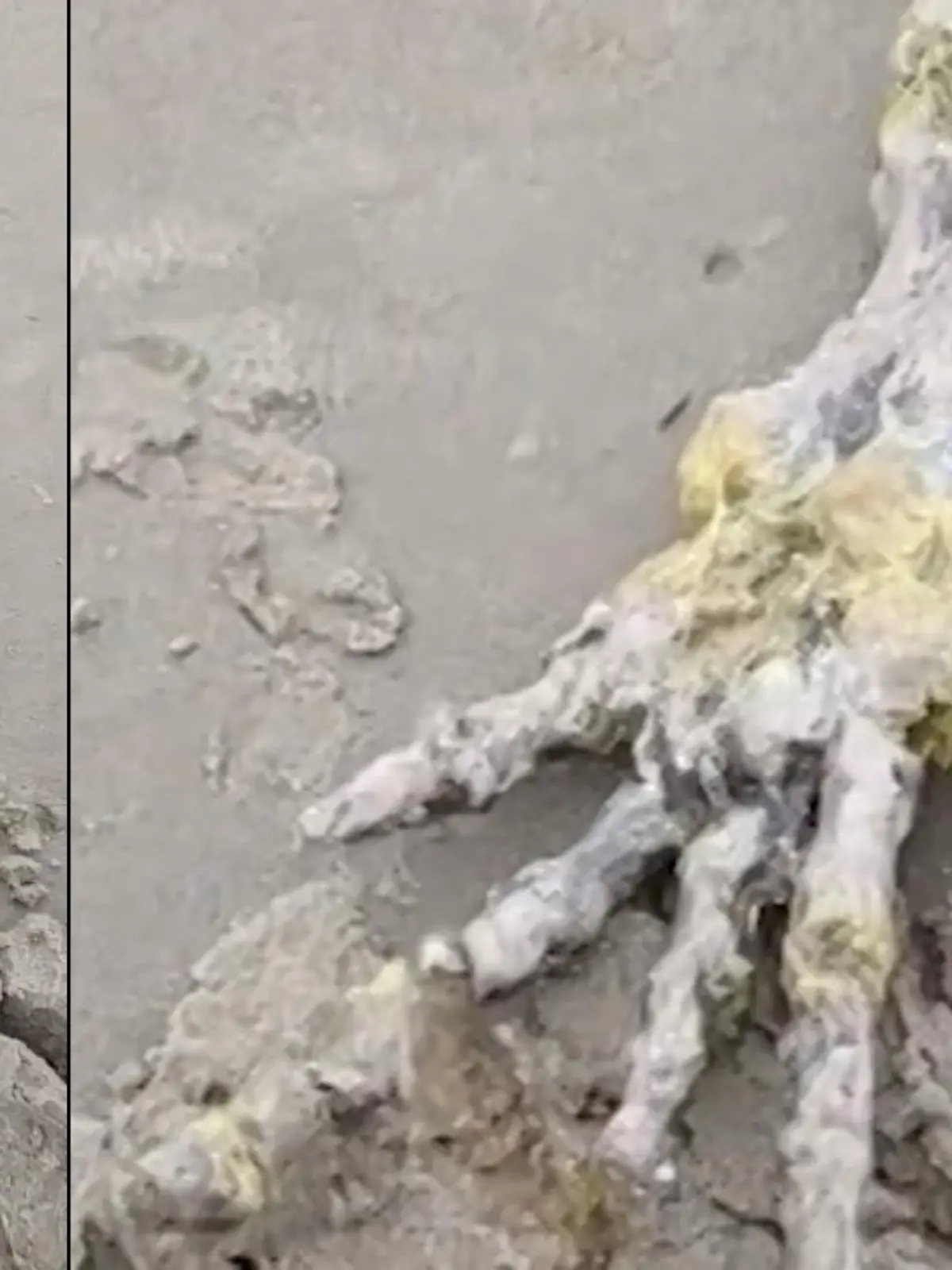 Schock-Fund am Strand: ein Pärchen aus Brasilien findet beim Spazierengehen diese riesige Skelett-Hand. Die beiden schauen sich die Knochen von allen Seiten an und kommen zu dem Schluss, dass die nicht von einem Menschen stammen können. Eher von einem Alien, scherzt die Frau.
Aber ein Marine-Biologe gibt Entwarnung: diese Hand ist in Wirklichkeit wahrscheinlich die Flosse eines Delfins. Das Tier muss vor 18 Monaten gestorben und die Überreste vom Wasser so zersetzt worden sein.