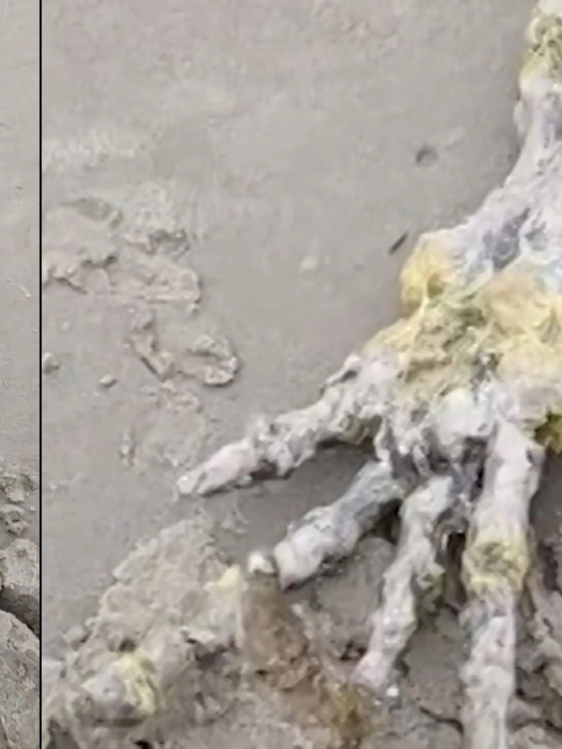 Schock-Fund am Strand: ein Pärchen aus Brasilien findet beim Spazierengehen diese riesige Skelett-Hand. Die beiden schauen sich die Knochen von allen Seiten an und kommen zu dem Schluss, dass die nicht von einem Menschen stammen können. Eher von einem Alien, scherzt die Frau.
Aber ein Marine-Biologe gibt Entwarnung: diese Hand ist in Wirklichkeit wahrscheinlich die Flosse eines Delfins. Das Tier muss vor 18 Monaten gestorben und die Überreste vom Wasser so zersetzt worden sein.