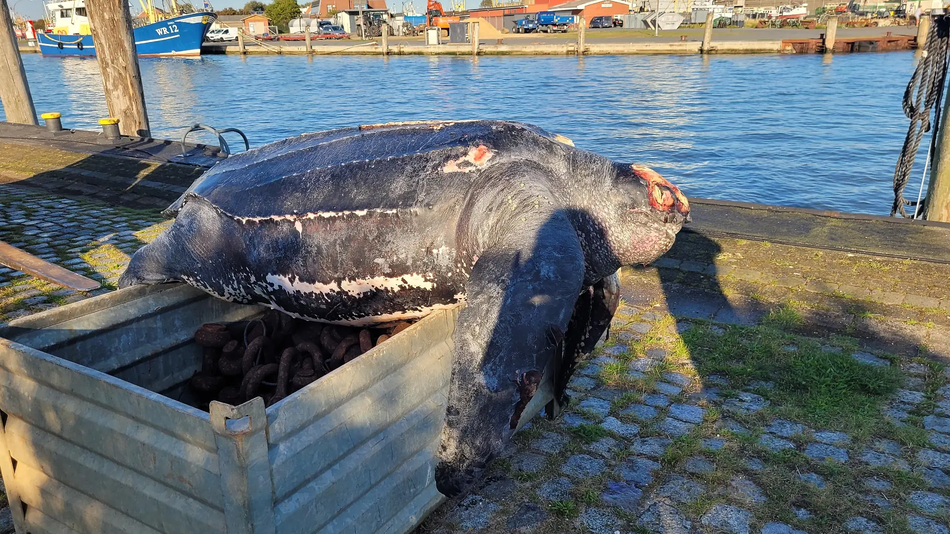 Der Schildkröten-Kadaver wird bis zur Obduktion tiefgekühlt.