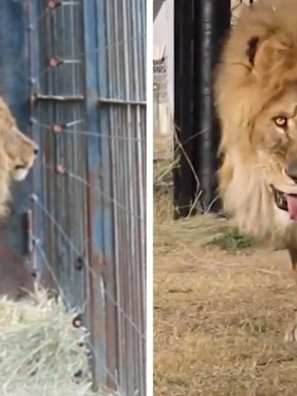 Jahrelang wurde er in einem Privatzoo in Armenien gehalten - und dann zurückgelassen, als sein Besitzer verstarb.    
Die Tierschutz-Organisation Animal Defenders International hat sich dann dem Schicksal des rund 15-Jährigen Männchens angenommen - und ihn zurück dahin gebracht, wo er hingehört.