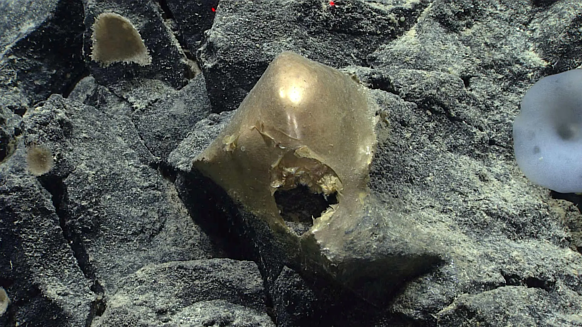 SONDERKONDITIONEN: Satzpreis!
The mysterious golden "orb" spotted at 3.2km deep. See SWNS story SWNAorb. Scientists have found a golden orb at the bottom of the ocean - and they admit they have no idea what it is. Researchers operating a remotely operated vehicle (ROV) spotted the shiny mystery 3.2km deep off the coast of Alaska on 30 August. A team from the U.S. government's NOAA Ocean Exploration department were left confused by the sighting. In footage from the find, a member of the Seascape Alaska 5 expedition crew is heard to say "it's like the beginning of a horror movie", while another suggests "I'm pretty sure this is how the first episode of the X-Files started." Upon spotting the orb, the team make suggestions on what it could be, including a yellow hat, a face, an egg casing or dead sponge. One researcher says: "It's almost like it was a face and whatever it was on it fell off." / action press