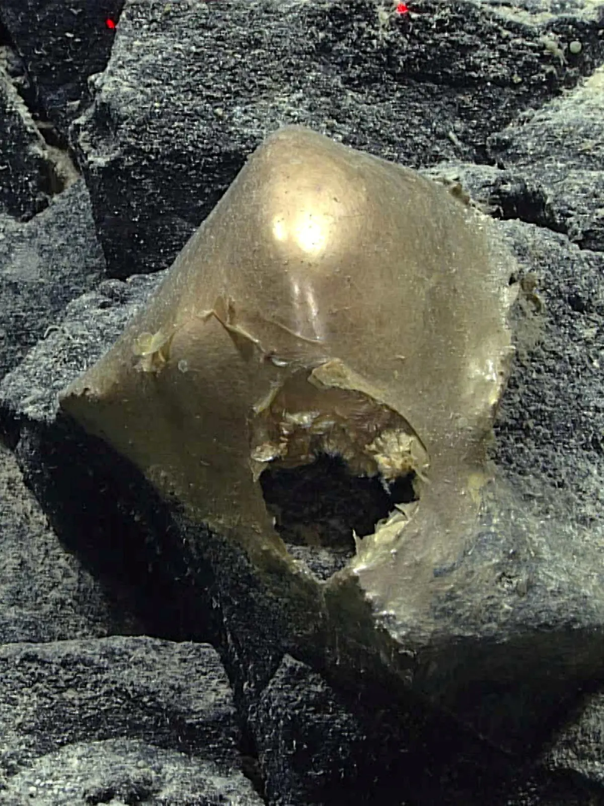 SONDERKONDITIONEN: Satzpreis!
The mysterious golden "orb" spotted at 3.2km deep. See SWNS story SWNAorb. Scientists have found a golden orb at the bottom of the ocean - and they admit they have no idea what it is. Researchers operating a remotely operated vehicle (ROV) spotted the shiny mystery 3.2km deep off the coast of Alaska on 30 August. A team from the U.S. government's NOAA Ocean Exploration department were left confused by the sighting. In footage from the find, a member of the Seascape Alaska 5 expedition crew is heard to say "it's like the beginning of a horror movie", while another suggests "I'm pretty sure this is how the first episode of the X-Files started." Upon spotting the orb, the team make suggestions on what it could be, including a yellow hat, a face, an egg casing or dead sponge. One researcher says: "It's almost like it was a face and whatever it was on it fell off." / action press