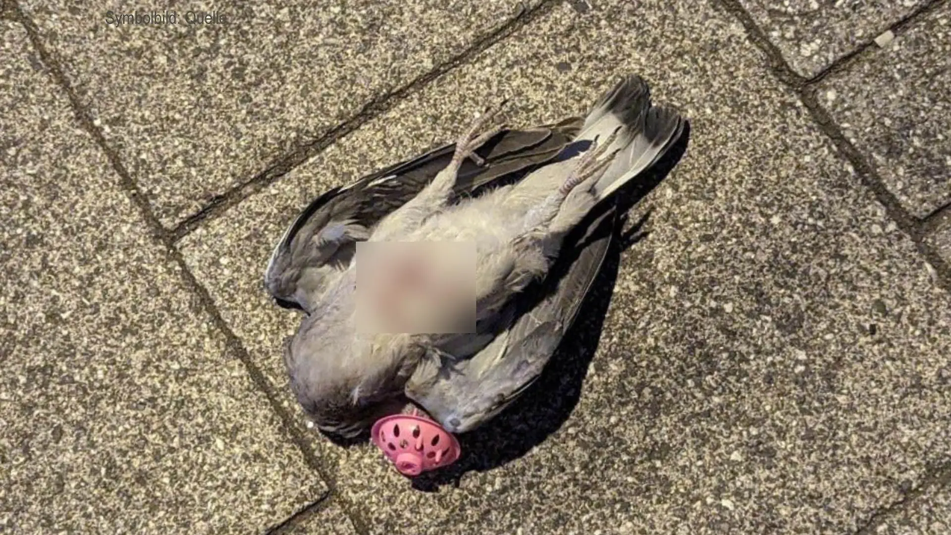 Auf der Brust zweier toter Tauben sind Hakenkreuze zu sehen.