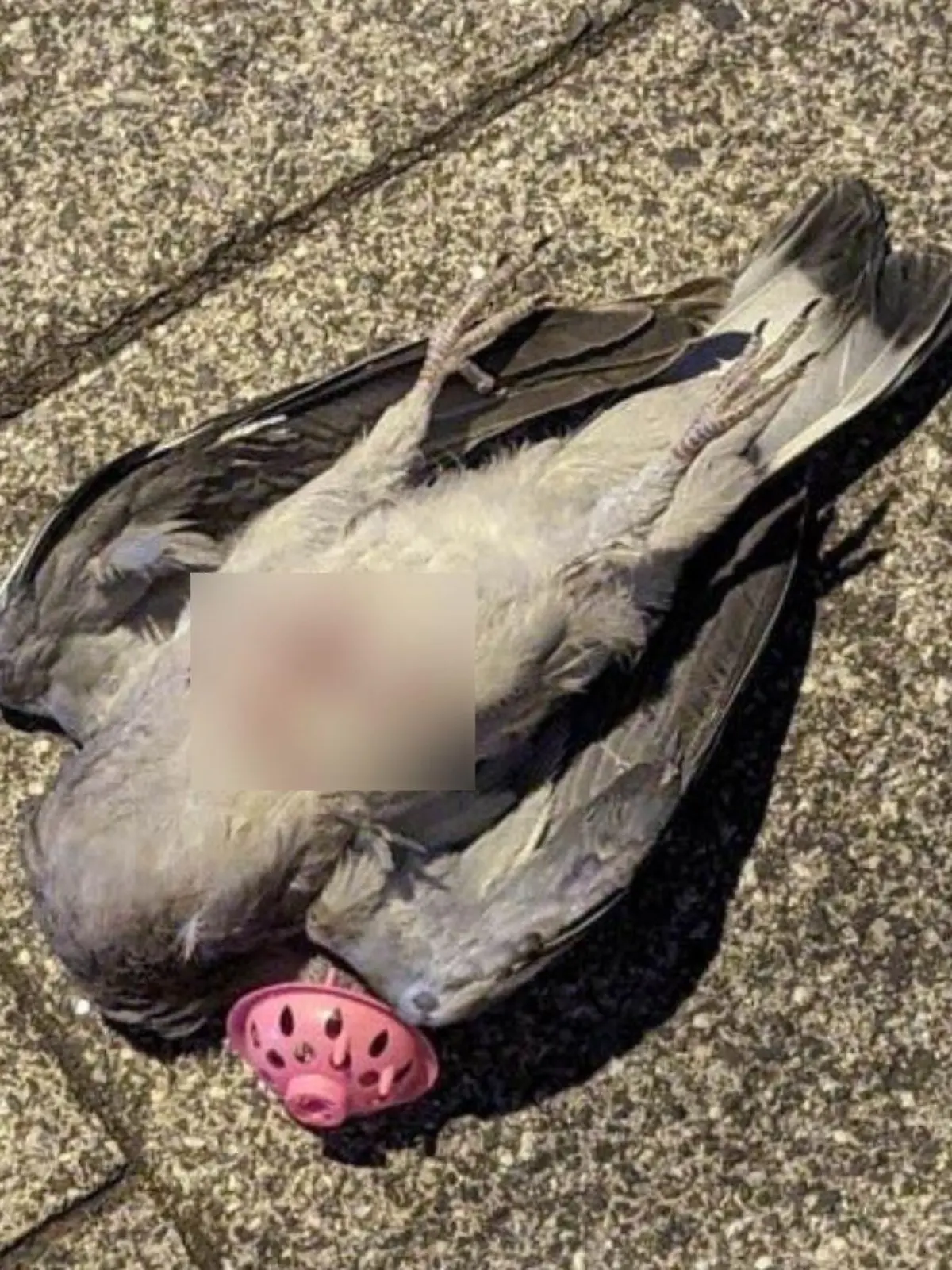 Auf der Brust zweier toter Tauben sind Hakenkreuze zu sehen.