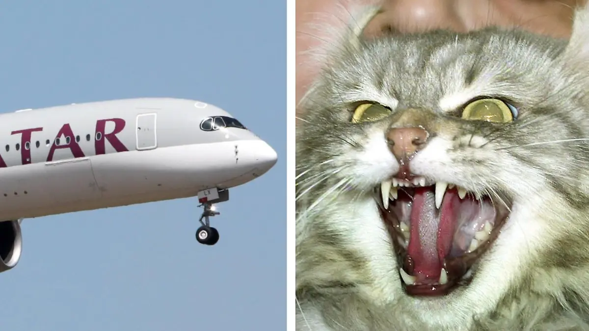 Bildcollage Qatar-Flugzeug und aggressive Katze