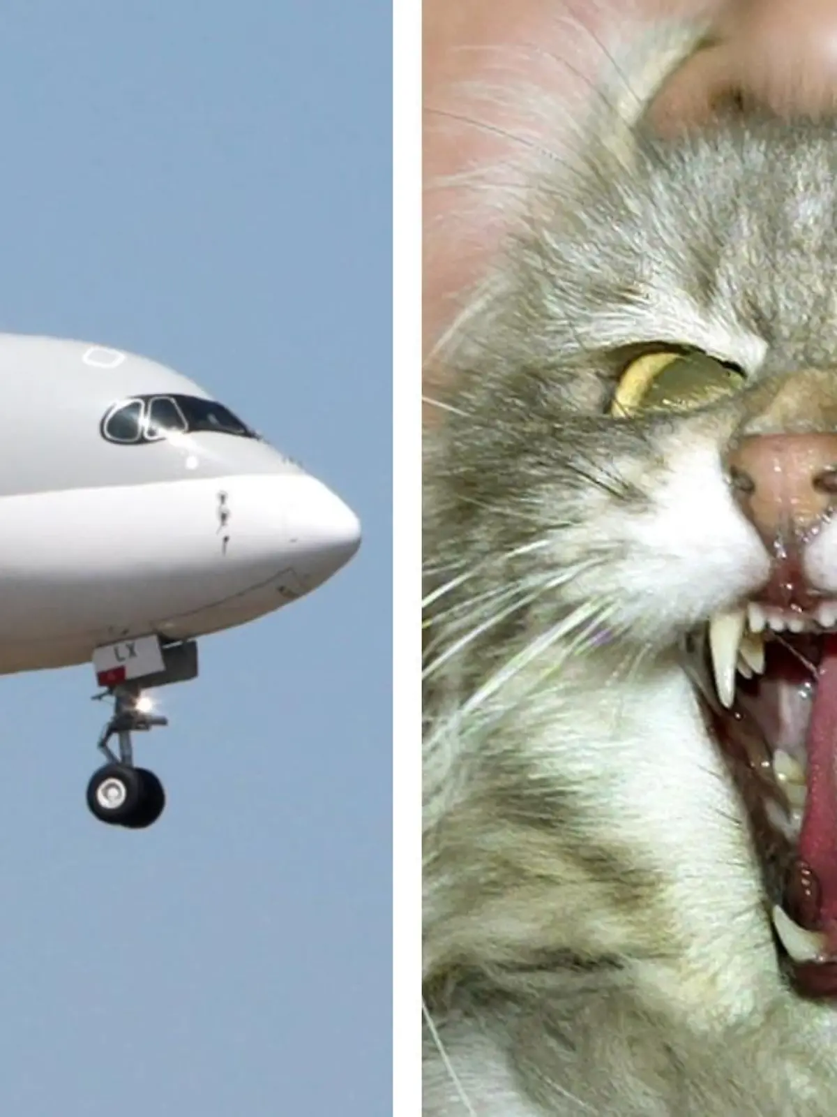 Bildcollage Qatar-Flugzeug und aggressive Katze