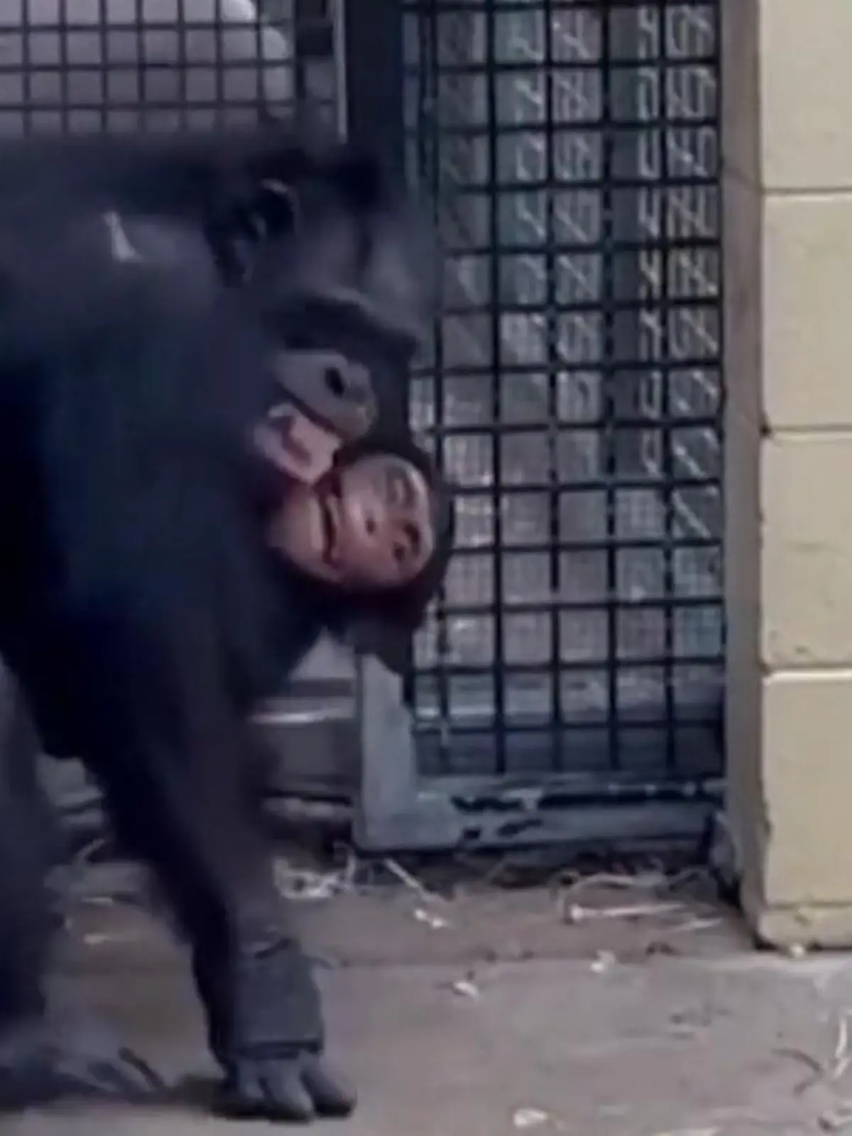 Diese beiden haben sich auf jeden Fall vermisst! Nachdem Babyäffchen Gandali von einer Schlange gebissen wurde und von seiner Leihmutter getrennt werden musste, konnten sich die beiden am Donnerstag endlich wieder in die Arme schließen.