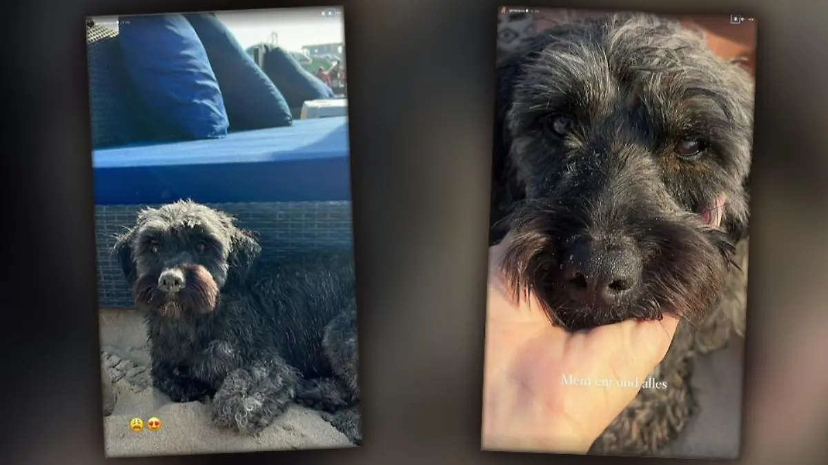 Hund Teddy tauchte sowohl in Gerda als auch in Janniks Instagram-Story auf.