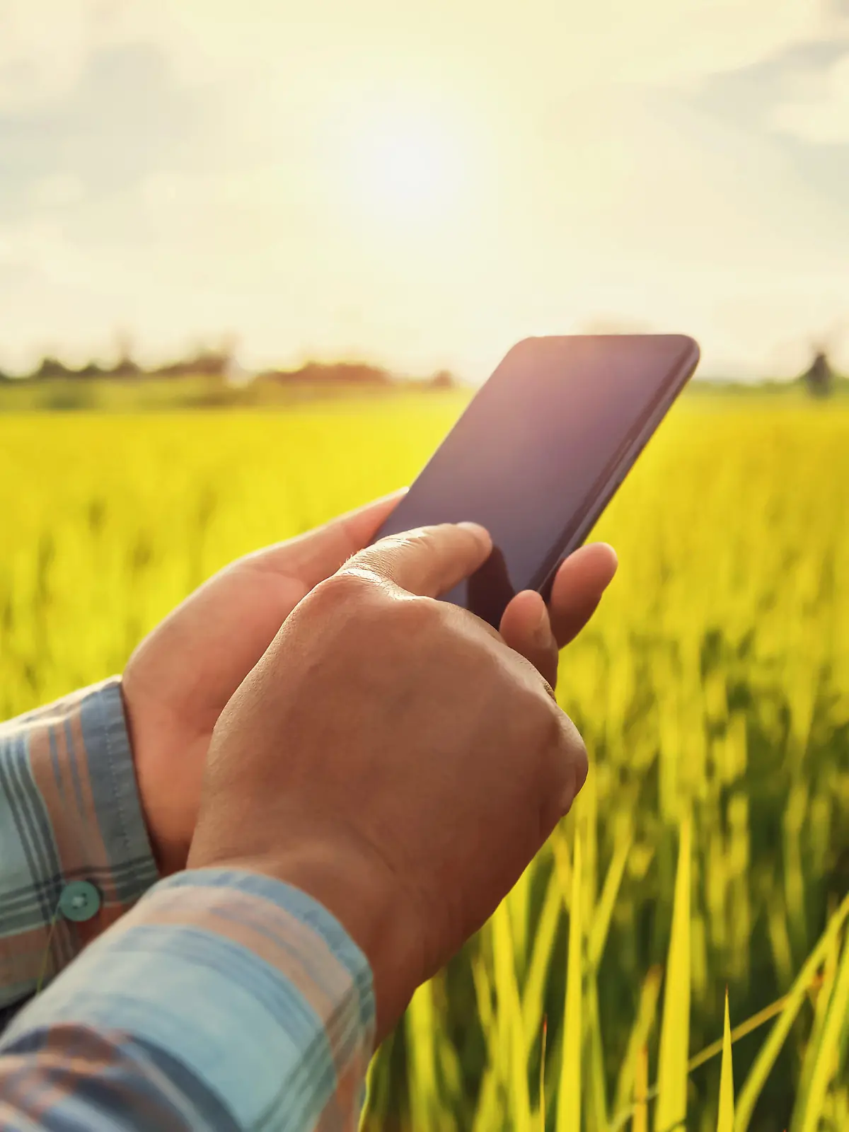 farmer using mobile checking report of agriculture in farm