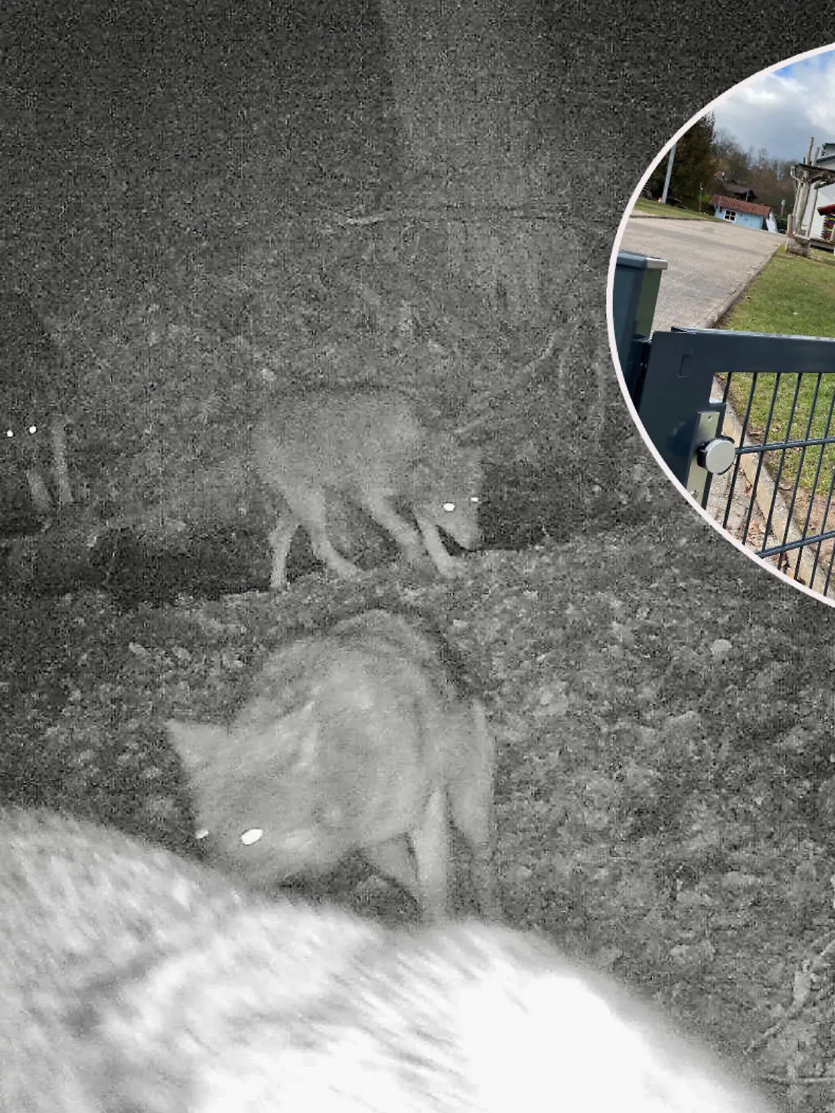 Der Wolf hat ihr Revier übernommen: Eigentlich ist der Wald der hessischen Kleinstadt Waldkappel das Spielgebiet der Vier- bis Sechsjährigen aus den Kindergärten Rappelkiste und Pusteblume. Doch seit ein paar Wochen gilt: Keine Ausflüge mehr in den Wald – die fünf gesichteten Wölfe sind eine zu große Gefahr für die Kinder!