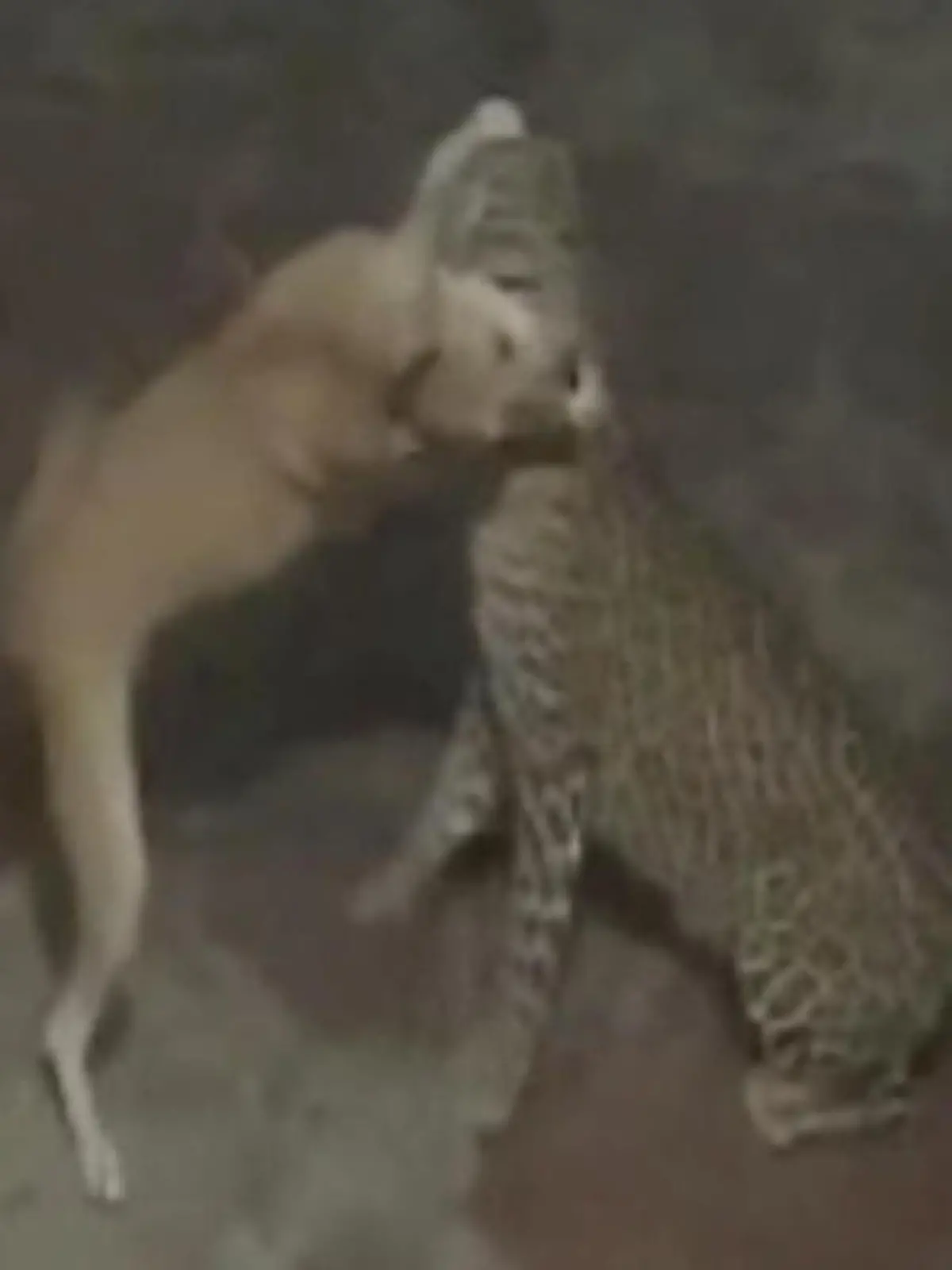 Der scheinbar wehrlose Hund entpuppt sich als ehrwürdiger Gegner und es gleingt ihm sogar, sich dem Raubtier zu entziehen.