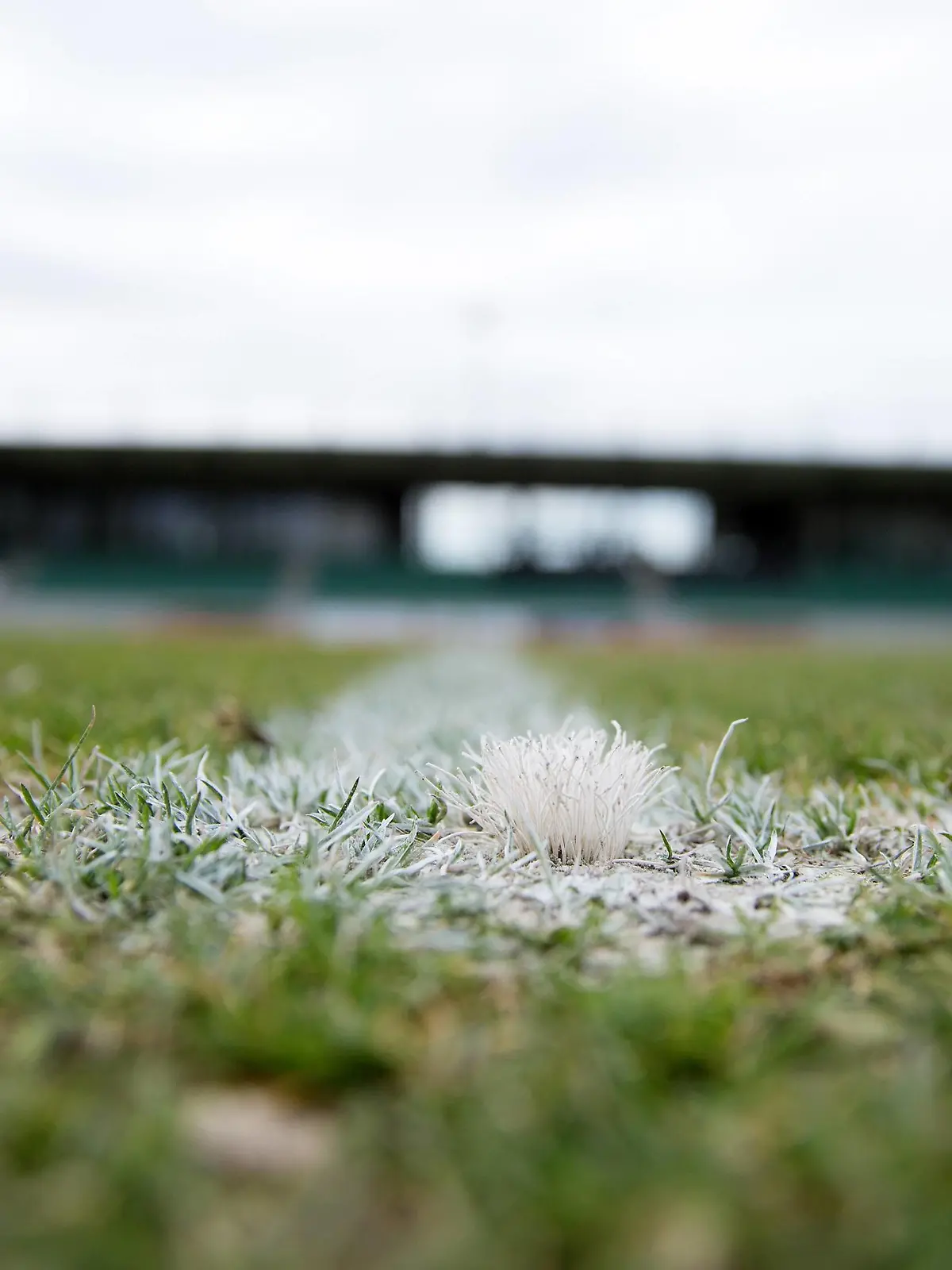  Roedinghausen, Deutschland 03.04.2018: Regionalliga West - 2017/2018 - SV Roedinghausen vs. Borussia Dortmund II Rasen Roedinghausen Nordrhein-Westfalen Deutschland Haecker Wiehenstadion *** Roedinghausen Germany 03 04 2018 Regionalliga West 2017 2018 SV Roedinghausen vs Borussia Dortmund II Lawn Roedinghausen North Rhine Westphalia Germany Haecker Wiehenstadion