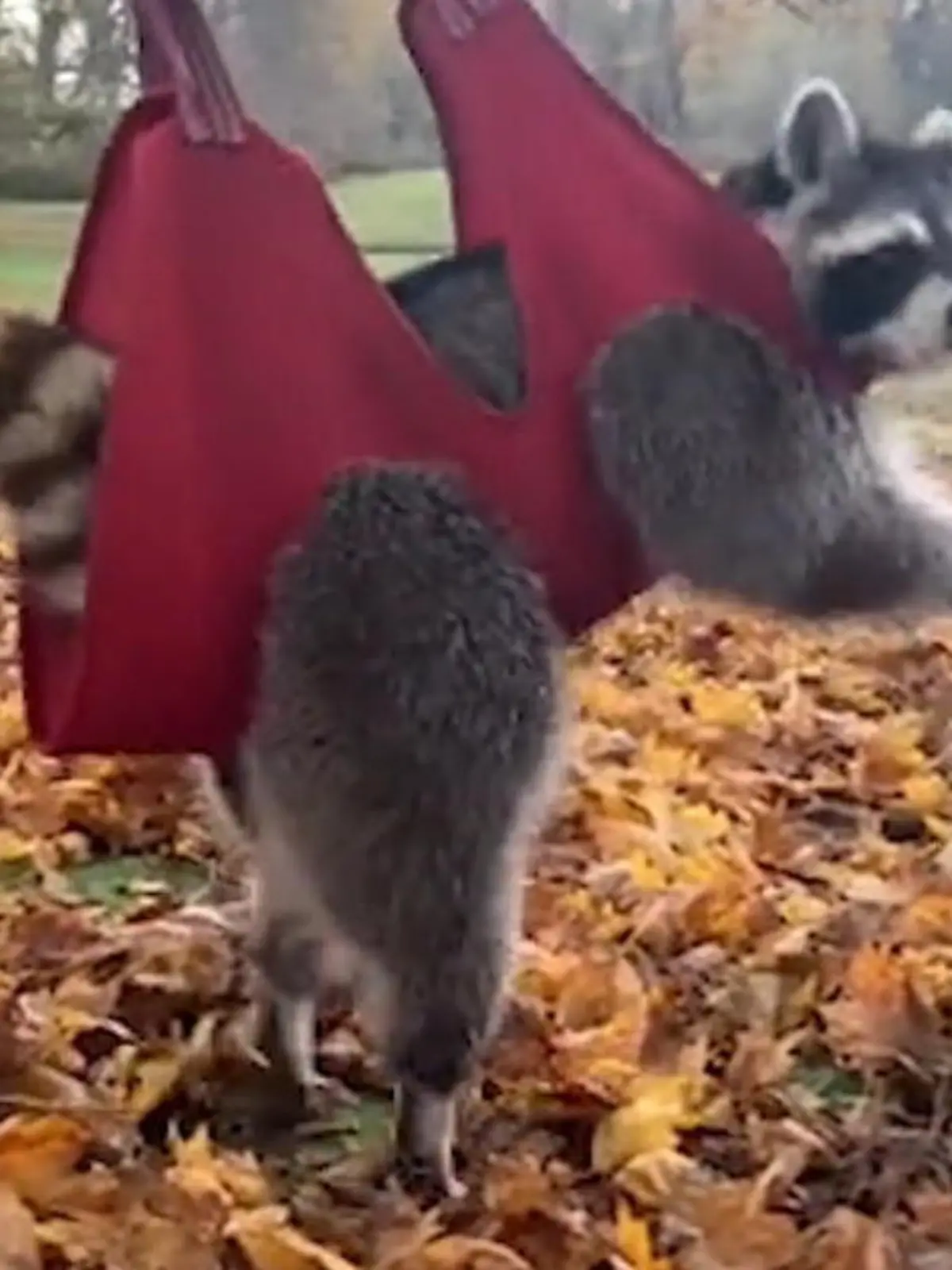 Der kleine Waschbär Boone ist an einer Entwicklungsstörung des Nervensystems erkrankt. Trotzdem liebt er es mit anderen Wildtieren zu spielen. Dass er das kann, verdankt er Mary Key. Sie leitet das Wildtier-Rehazentrum in Kentucky. Denn eigentlich könnte der kleine Boone weder gehen noch rennen oder klettern.