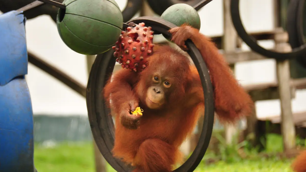 HANDOUT - 24.11.2014, Indonesien, Kalimantan: Die von der BOS (Borneo Orangutan Survival) Foundation zur Verfügung gestellte Aufnahme zeigt den Orang-Utan Ben im Alter von vier Jahren auf dem Spielplatz des BOS Rettungszentrums Nyaru Menteng. Im Regenwald der riesigen Insel hat BOS vor wenigen Tagen den 500. Menschenaffen ausgewildert. Für Ben (12) beginnt damit nach einem schwierigen Start ins Leben und jahrelanger Waldschule ein Leben in Freiheit im Nationalpark Bukit Baka Bukit Raya in Zentral-Kalimantan, dem indonesischen Teil von Borneo. (zu dpa "Meilenstein auf Borneo: 500. Orang-Utan in die Freiheit entlassen") Foto: BOS Foundation/dpa - ACHTUNG: Nur zur redaktionellen Verwendung im Zusammenhang mit der aktuellen Berichterstattung und nur mit vollständiger Nennung des vorstehenden Credits +++ dpa-Bildfunk +++