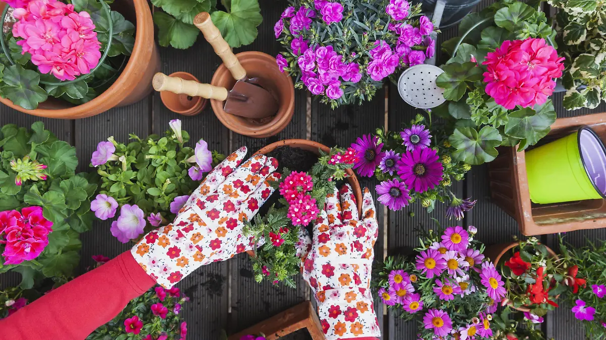 Gardening, different spring and summer flowers, flower box and gardening tools, potting model released Symbolfoto property released PUBLICATIONxINxGERxSUIxAUTxHUNxONLY GWF004723  