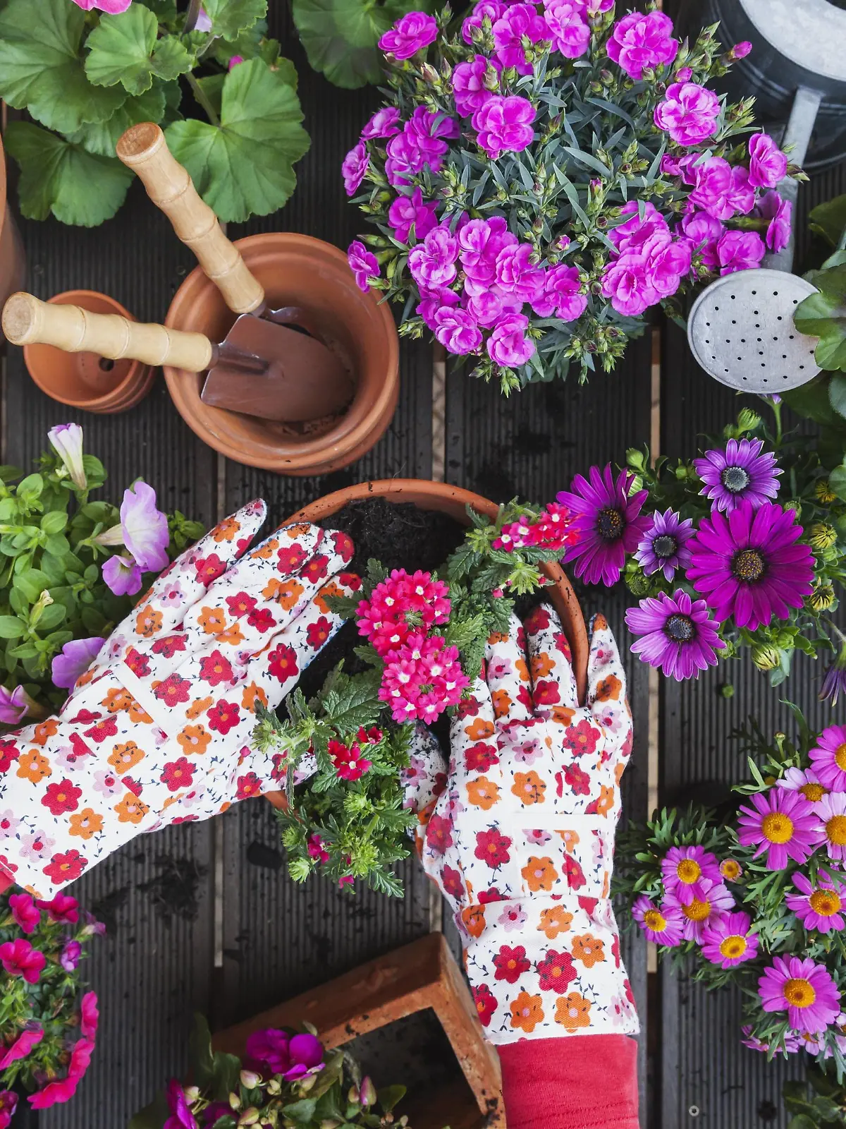 Gardening, different spring and summer flowers, flower box and gardening tools, potting model released Symbolfoto property released PUBLICATIONxINxGERxSUIxAUTxHUNxONLY GWF004723  